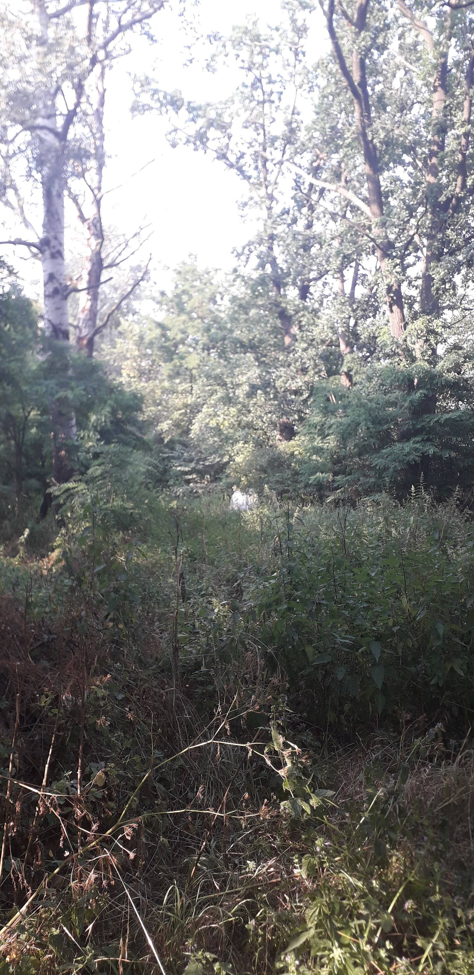 Park dworski, Janocin