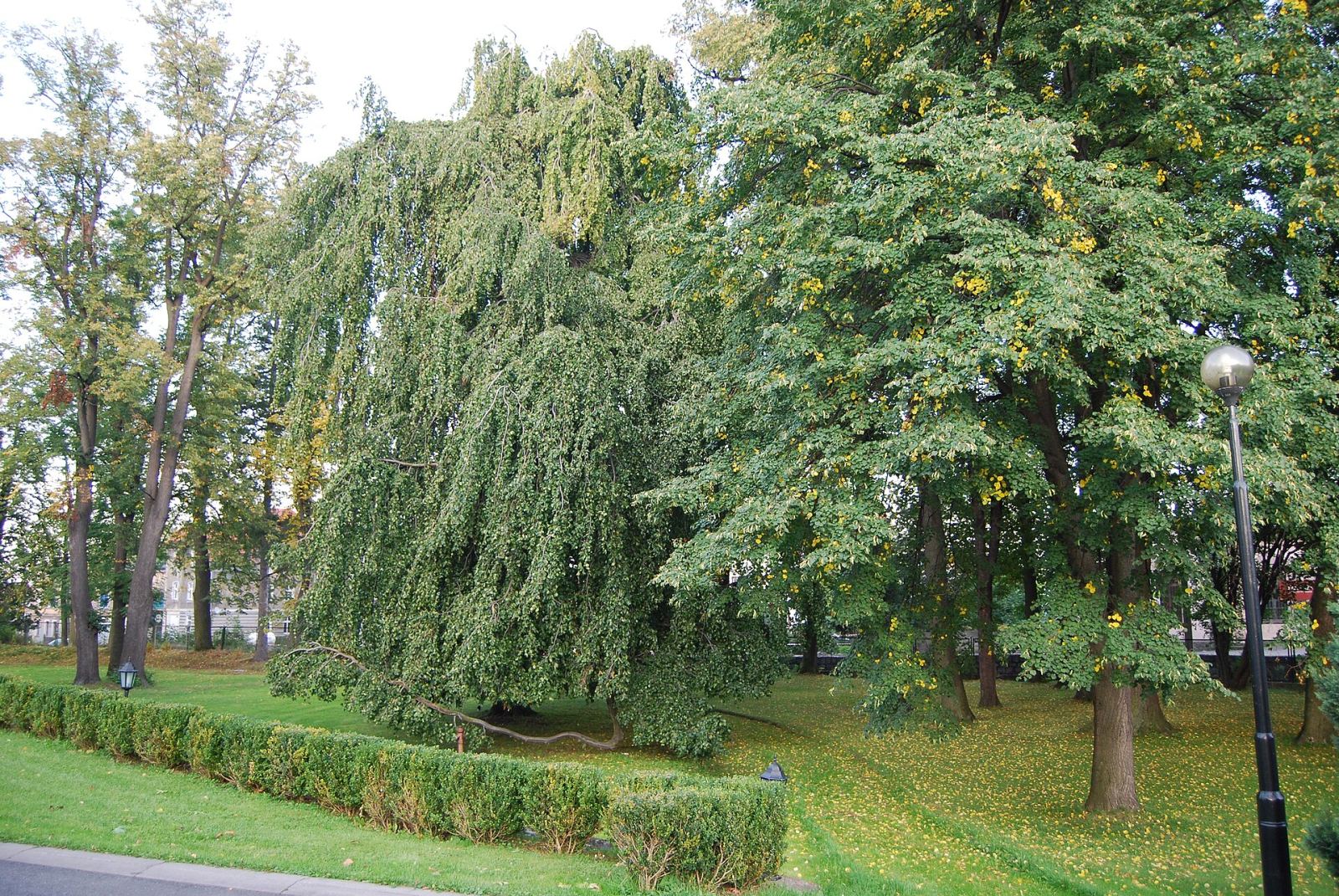 Park, Miłków