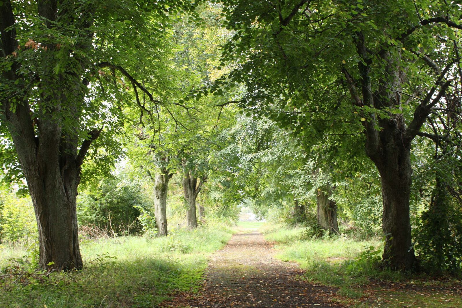 Park pałacowy, Laski Koszalińskie