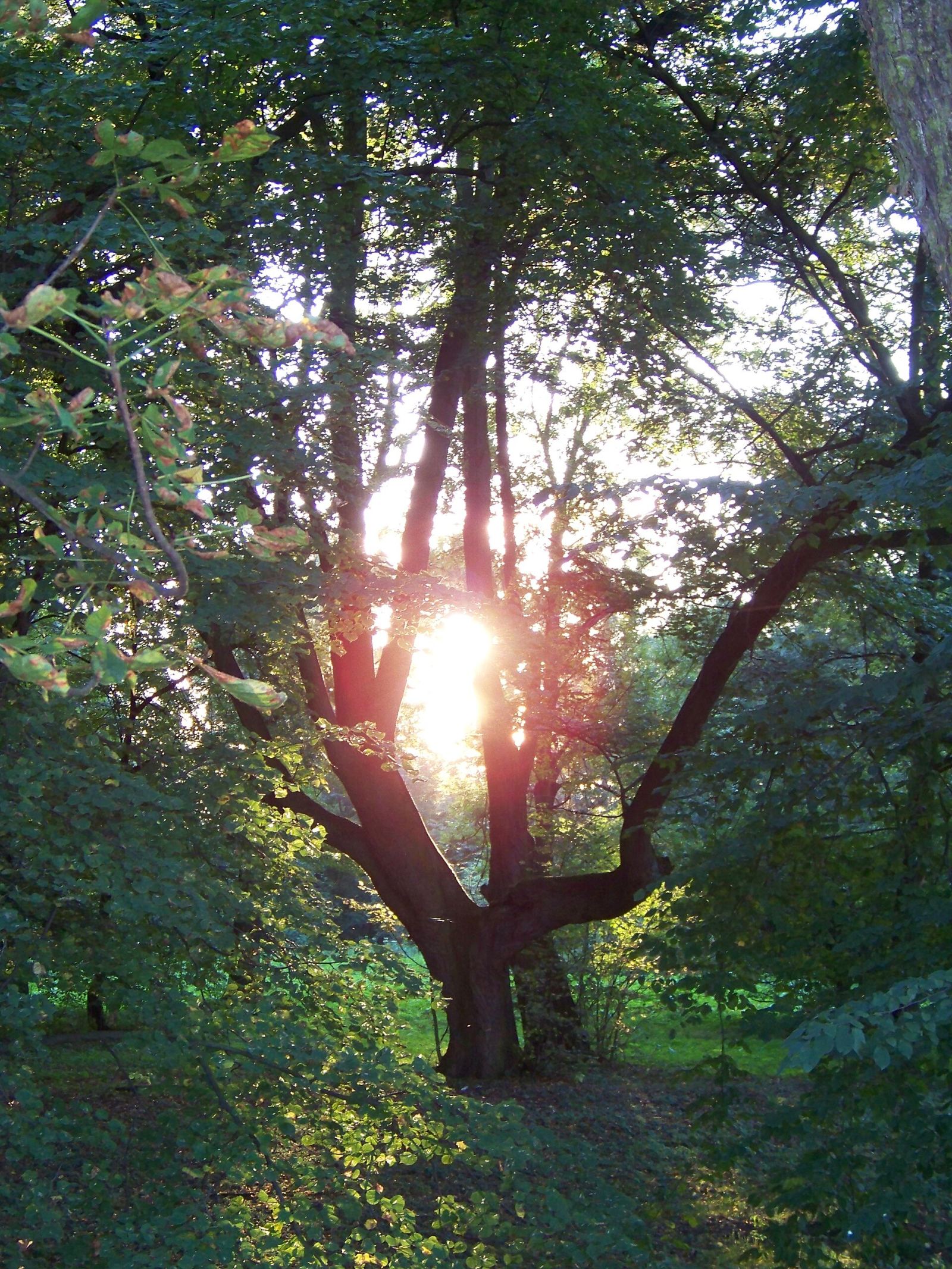 Park dworski, Ptakowice