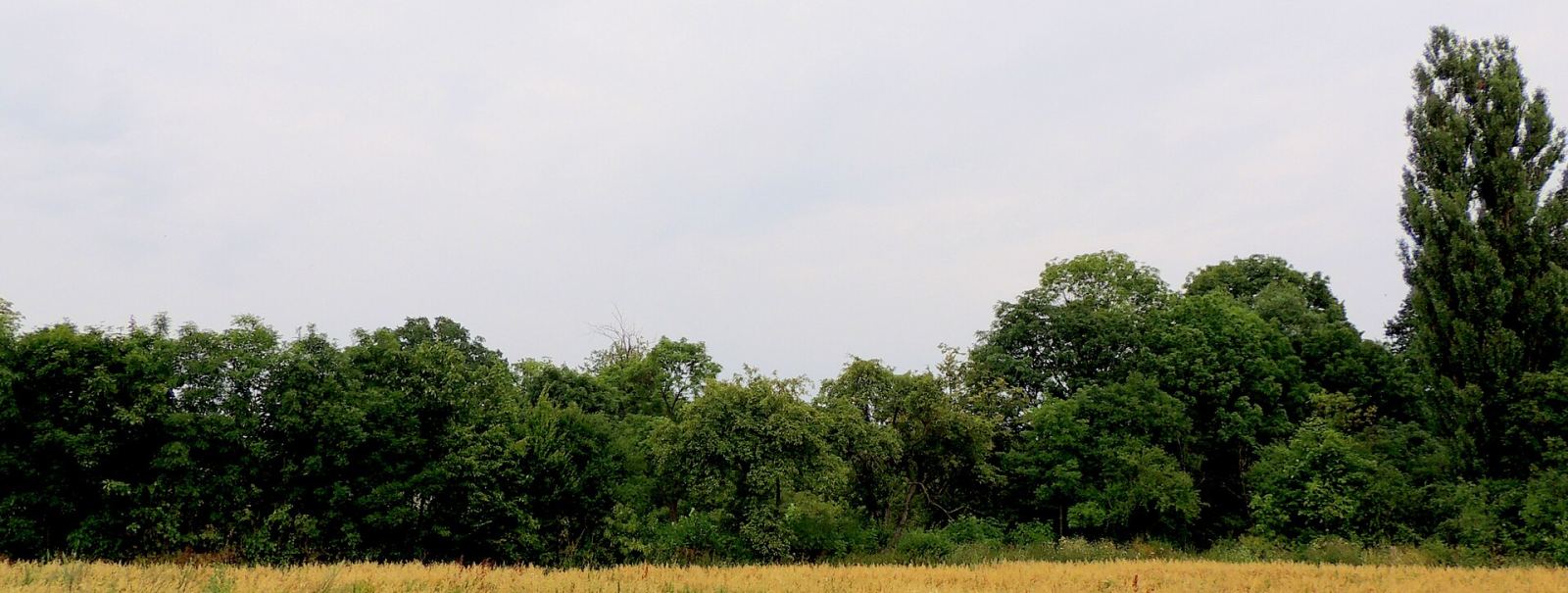 Park dworski, krajobrazowy, Sułkowice Pierwsze