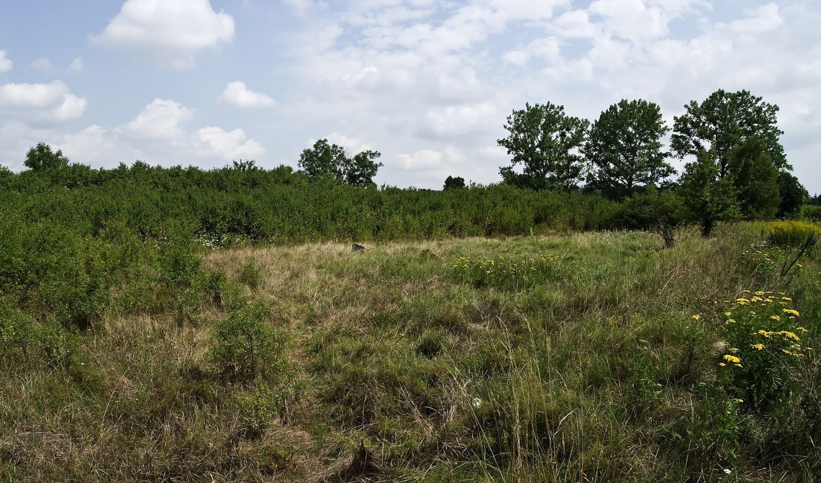 Cmentarz żydowski, Bolimów