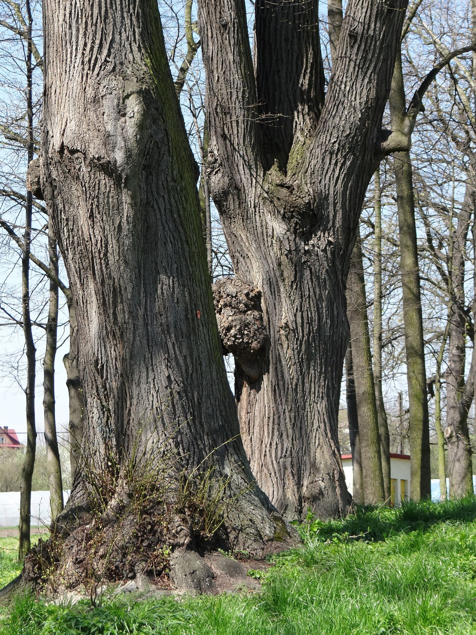 Park, Niedźwiedź