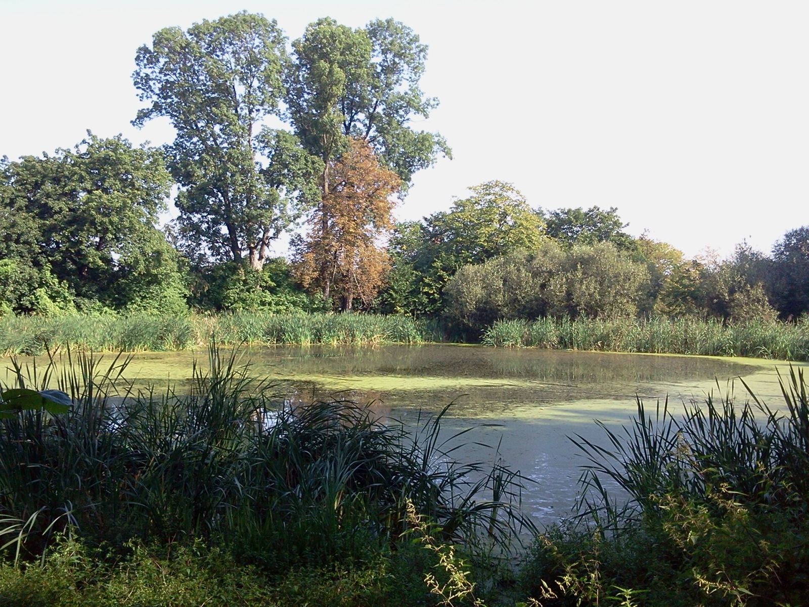 Park, Trzeszczany Pierwsze
