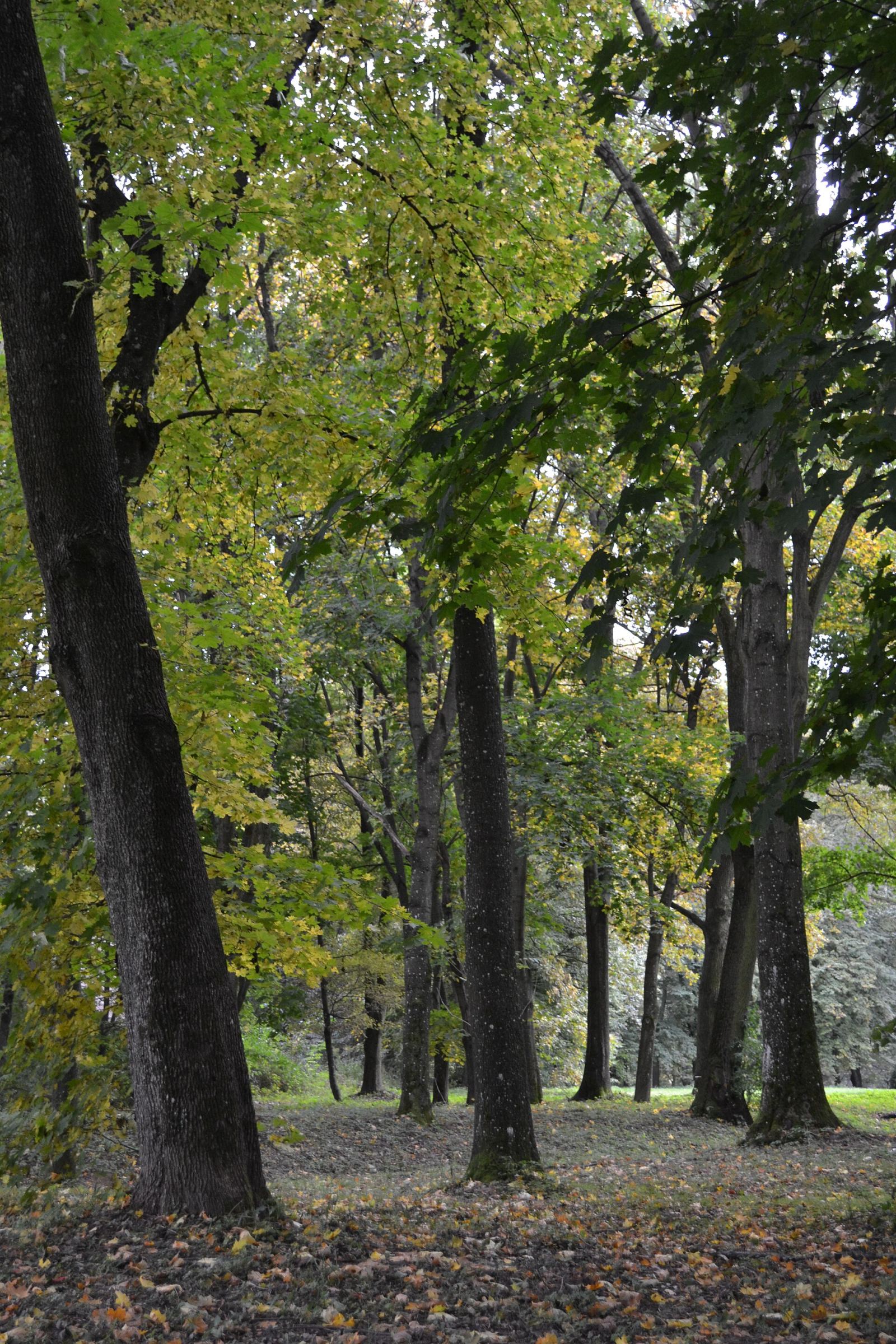 Park, Snopków