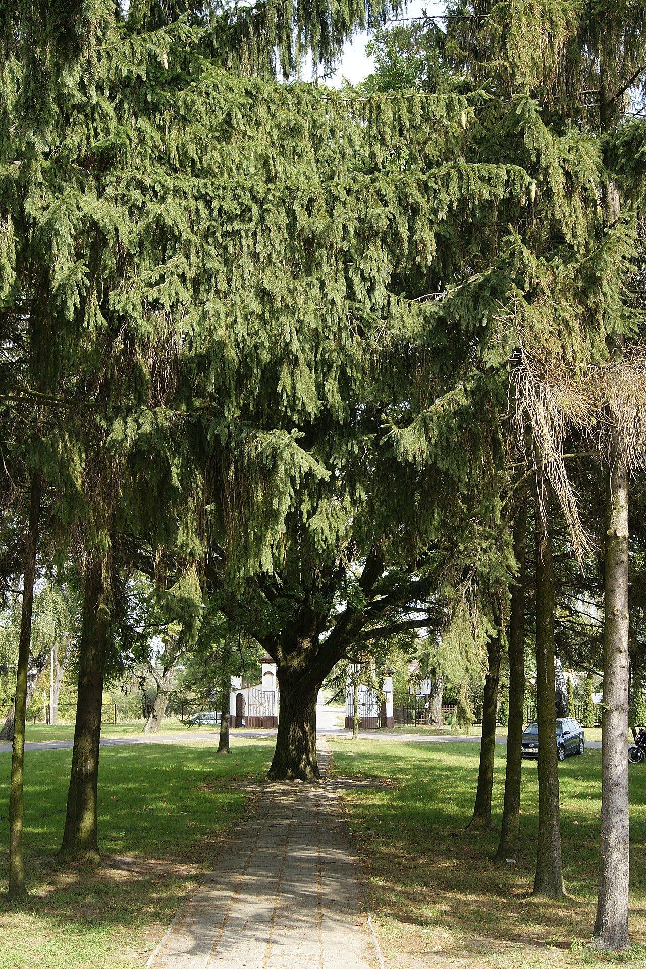 Park, Siedliszcze