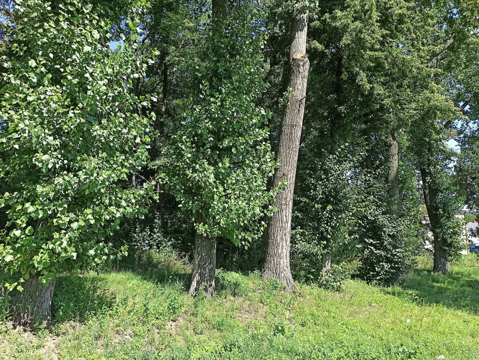 Park przypałacowy, krajobrazowy, Olszynka