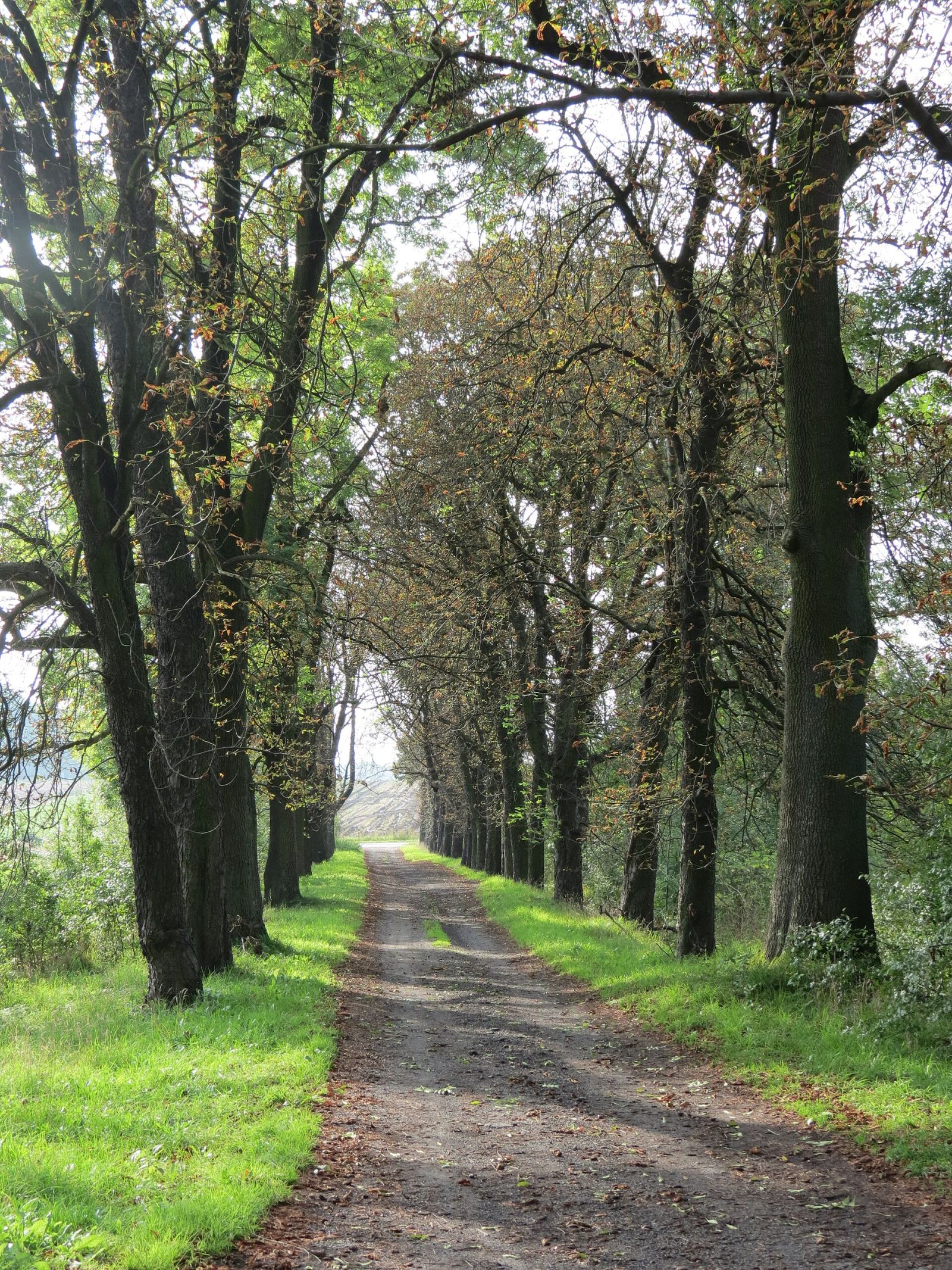 Aleja kasztanowcowa, Łubie