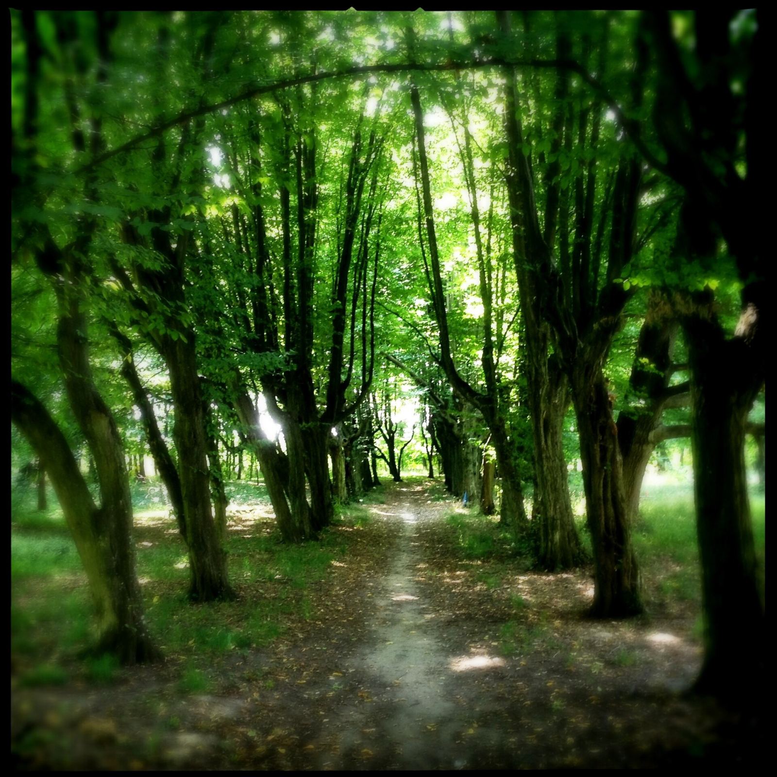 Dawny park pałacowy w stylu barokowym, Zadzim