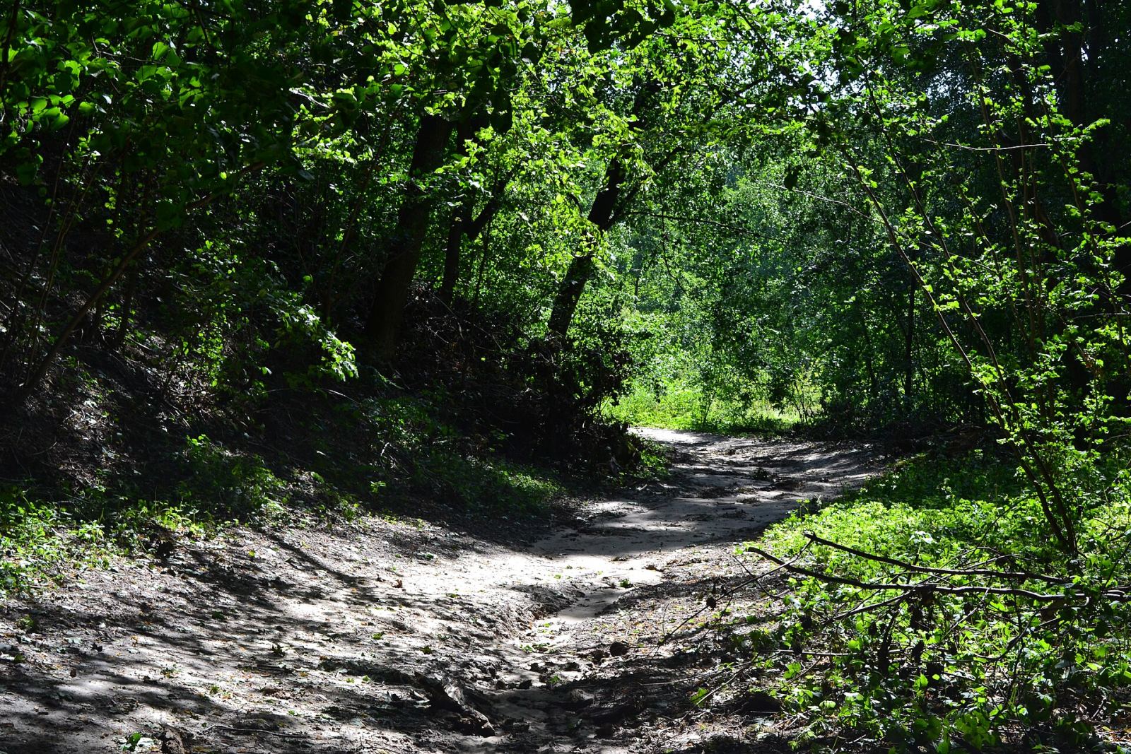 Park pałacowy, krajobrazowy, Trzcianka