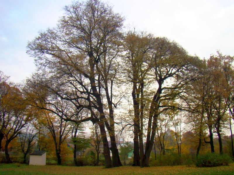 Zespół parkowy, Niebieszczany