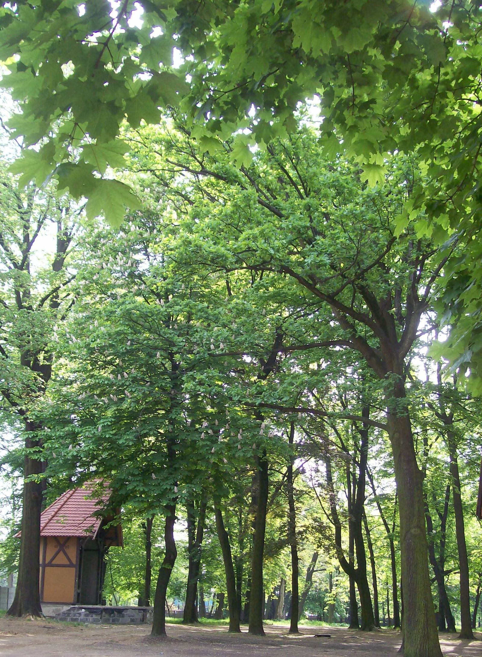 Muszla koncertowa, Tychy