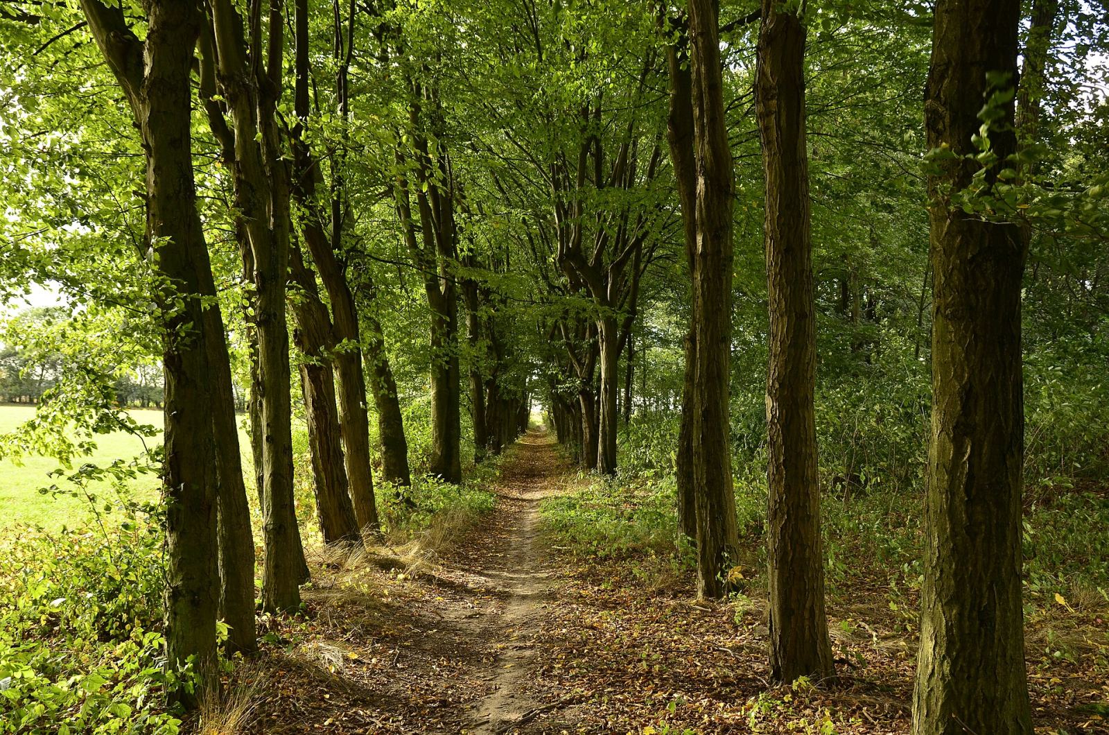 Park, Pakosław