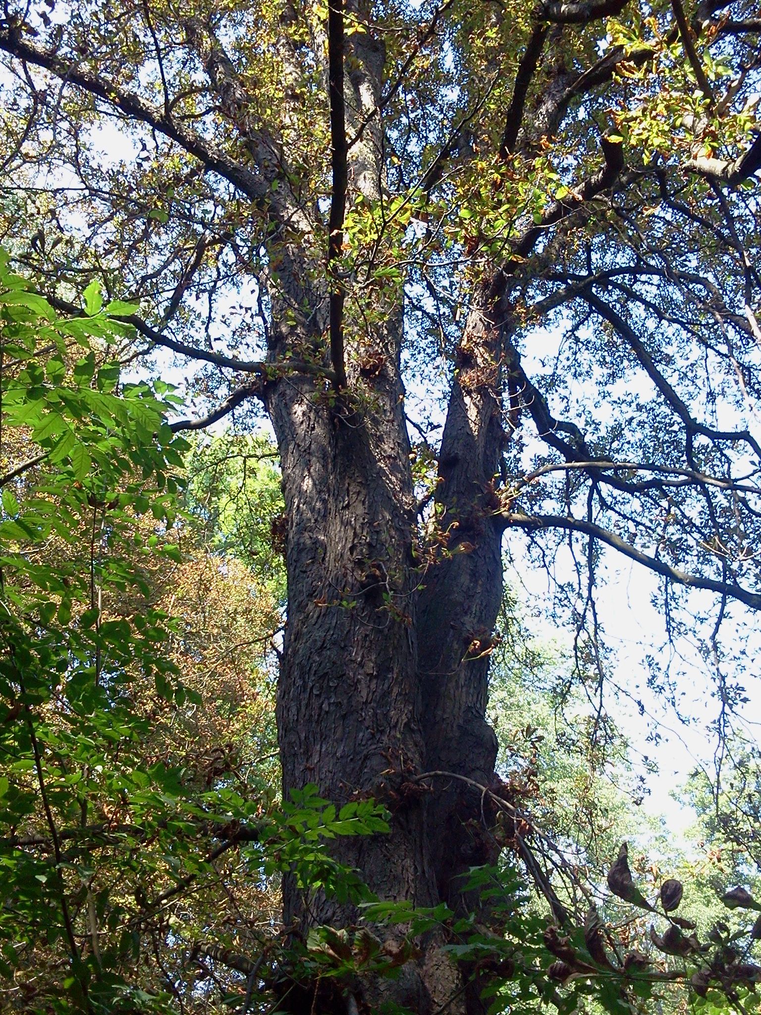 Park, Stryjów