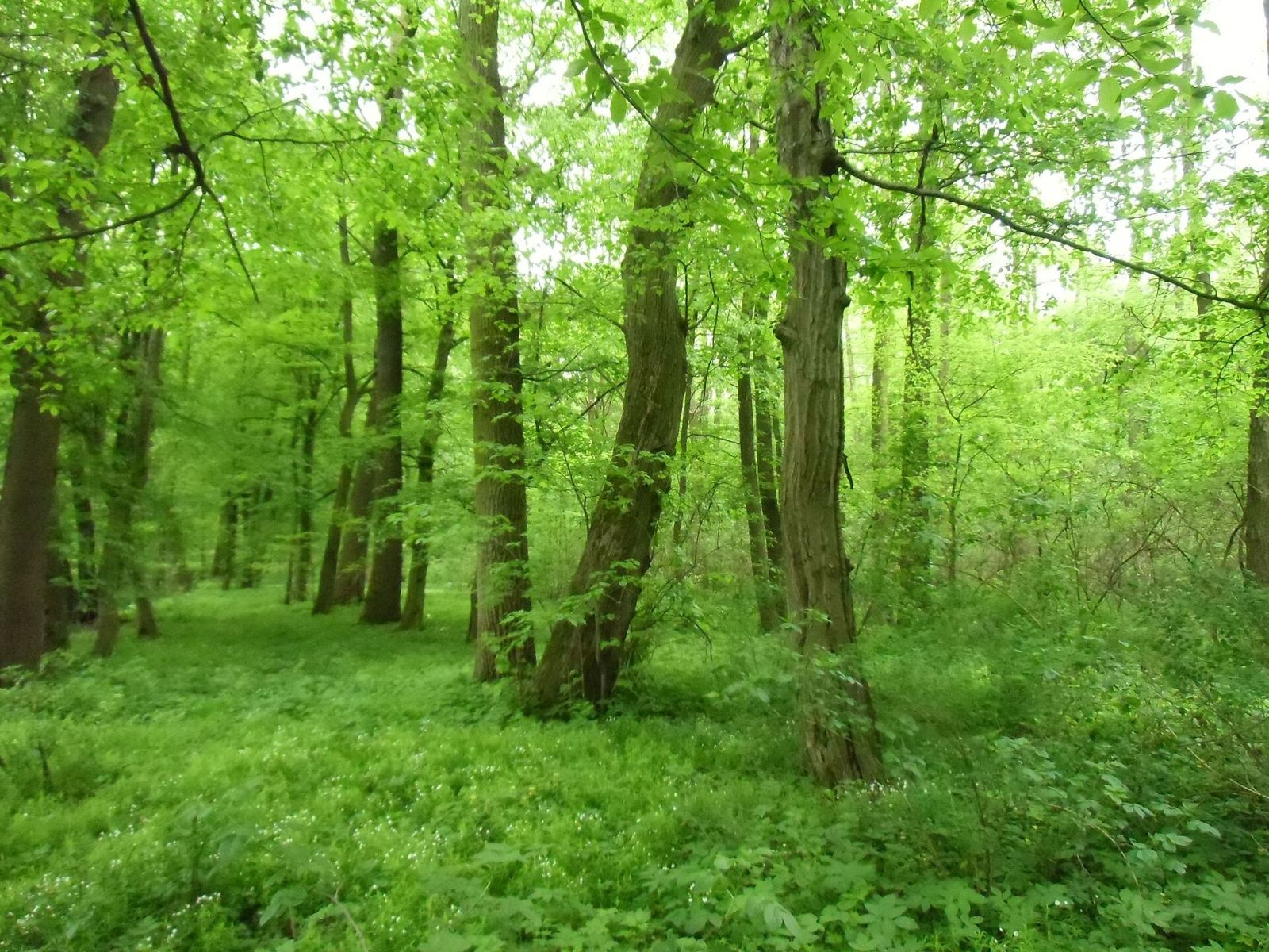 Park, Stara Rudna