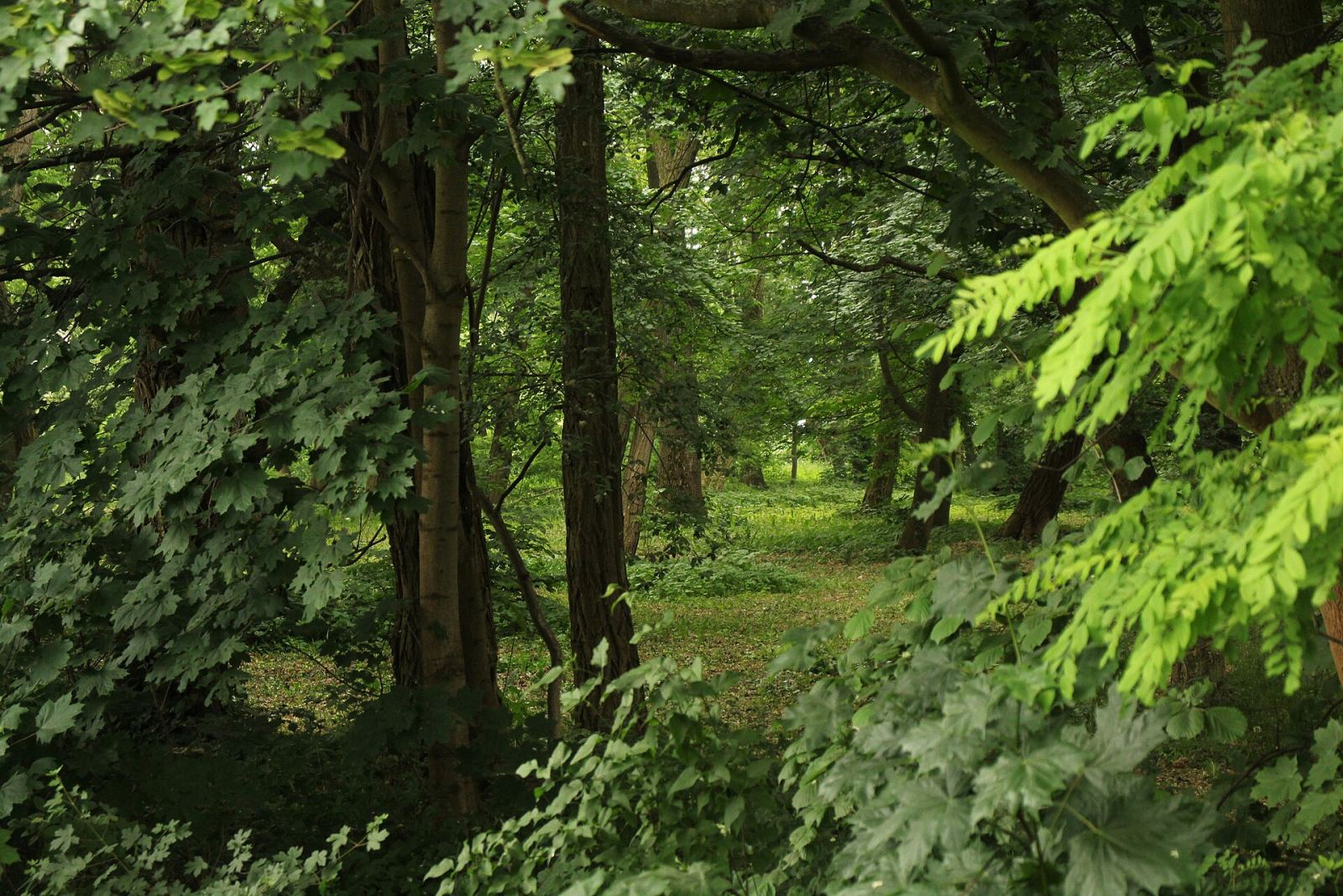 Park, Słupia Wielka