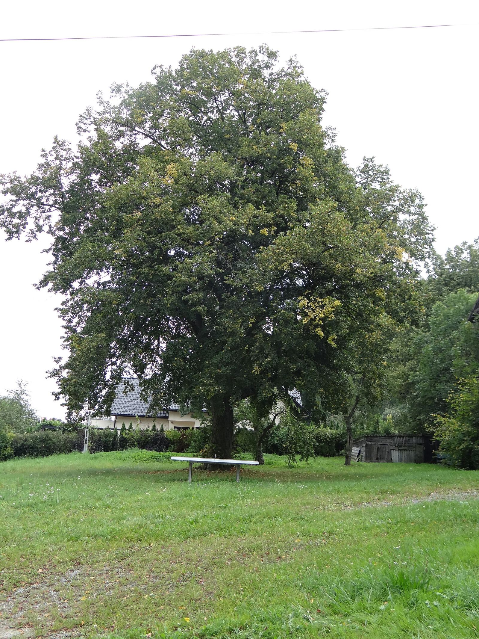 Drzewostan, Kochanów