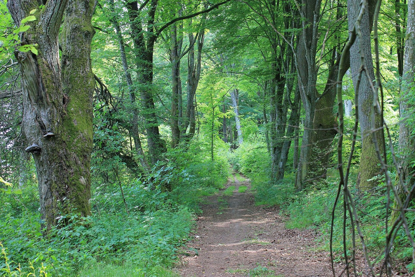 Park pałacowy, Wilczogóra