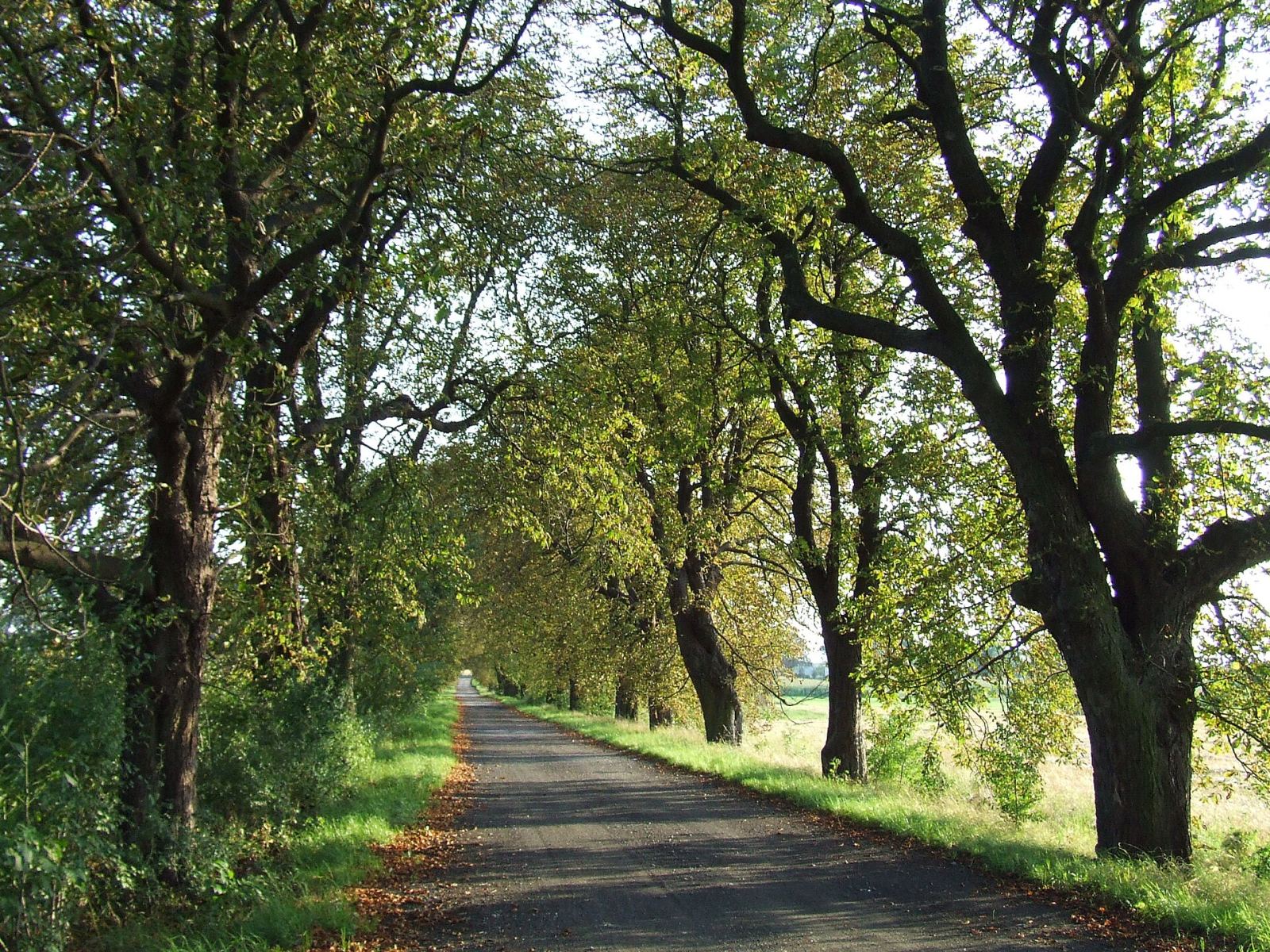 Aleja dojazdowa, Górzno