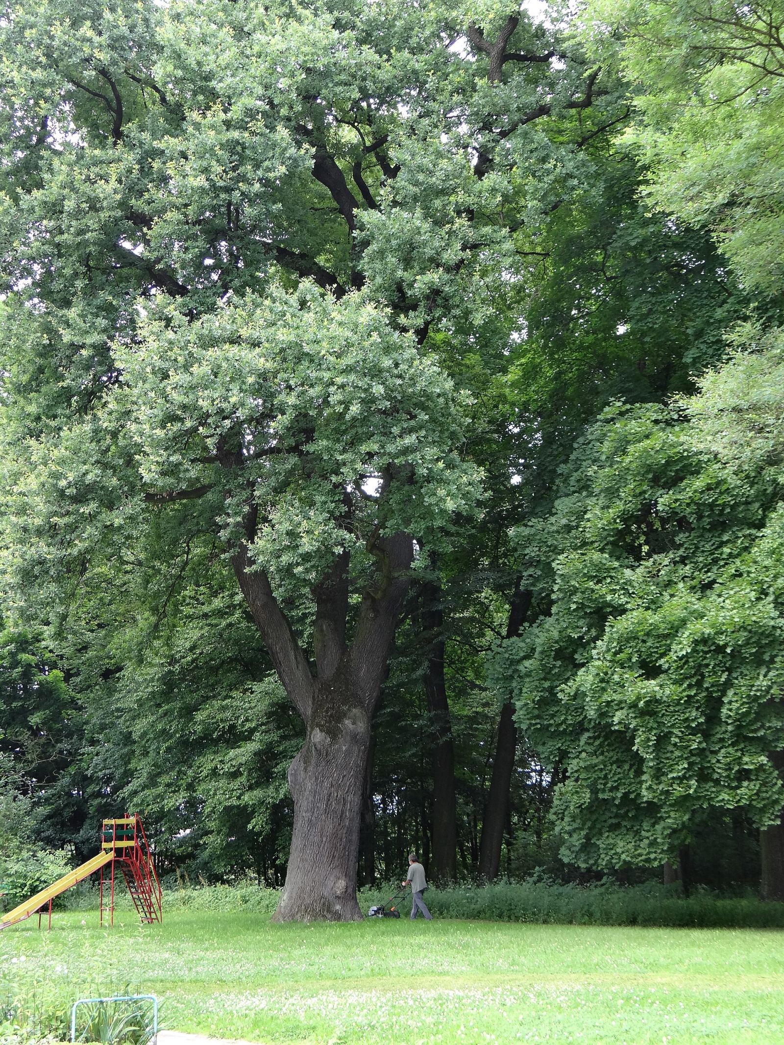 Park dworski, Wielkie Drogi