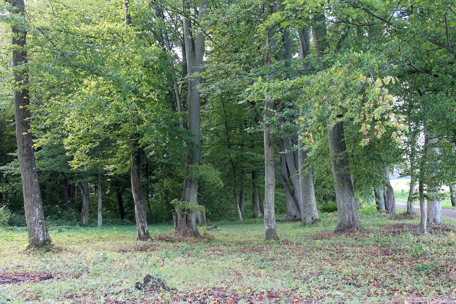 Park dworski, Manowo