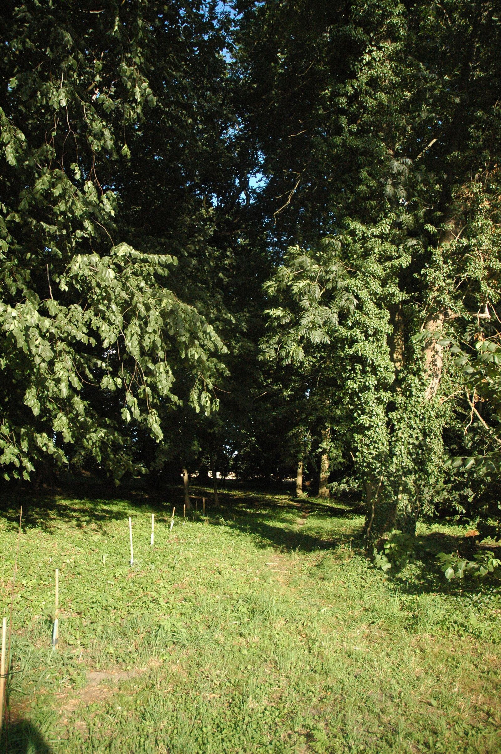 Park dworski, Ronica