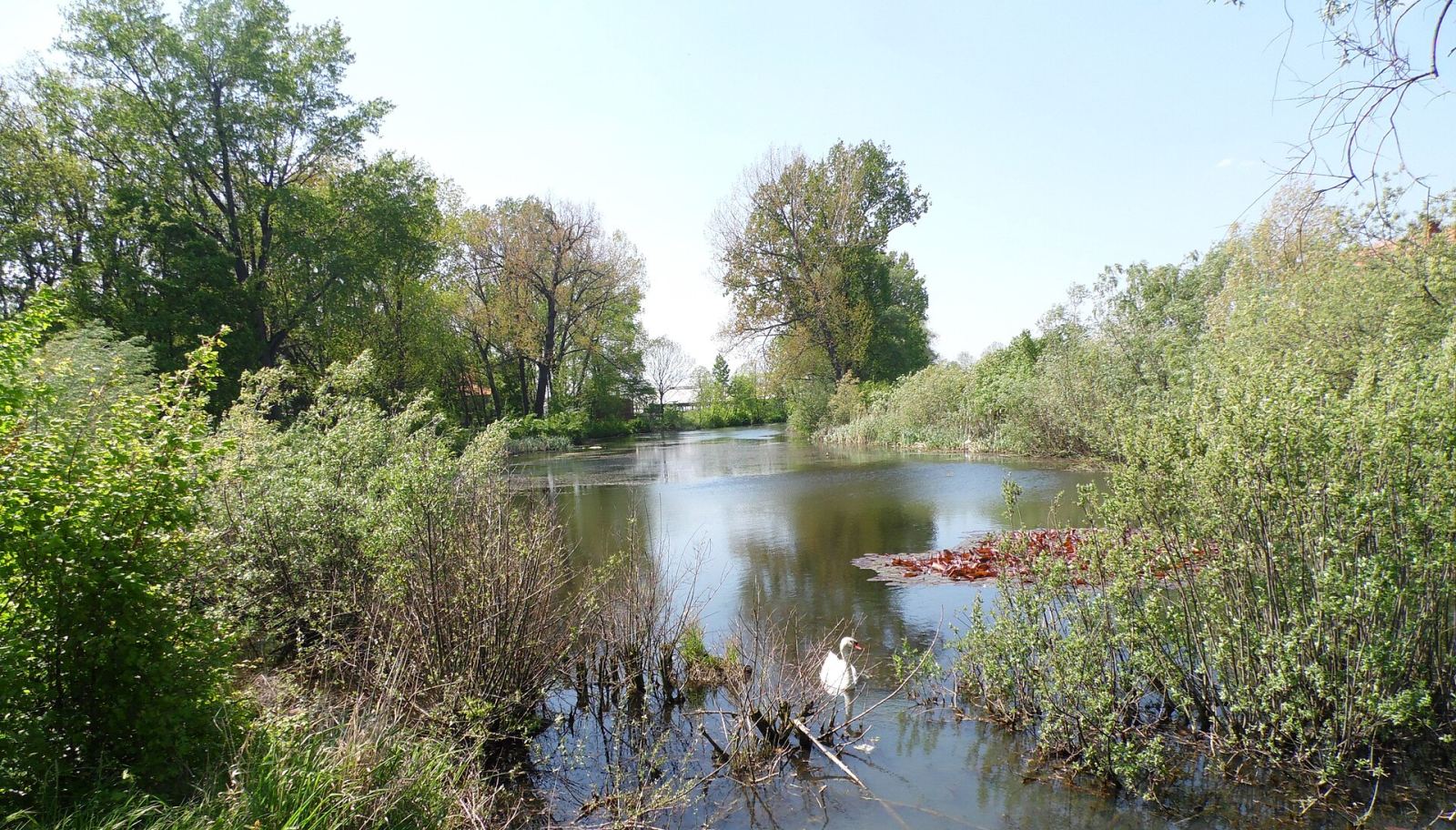 Park, Mierzejewo