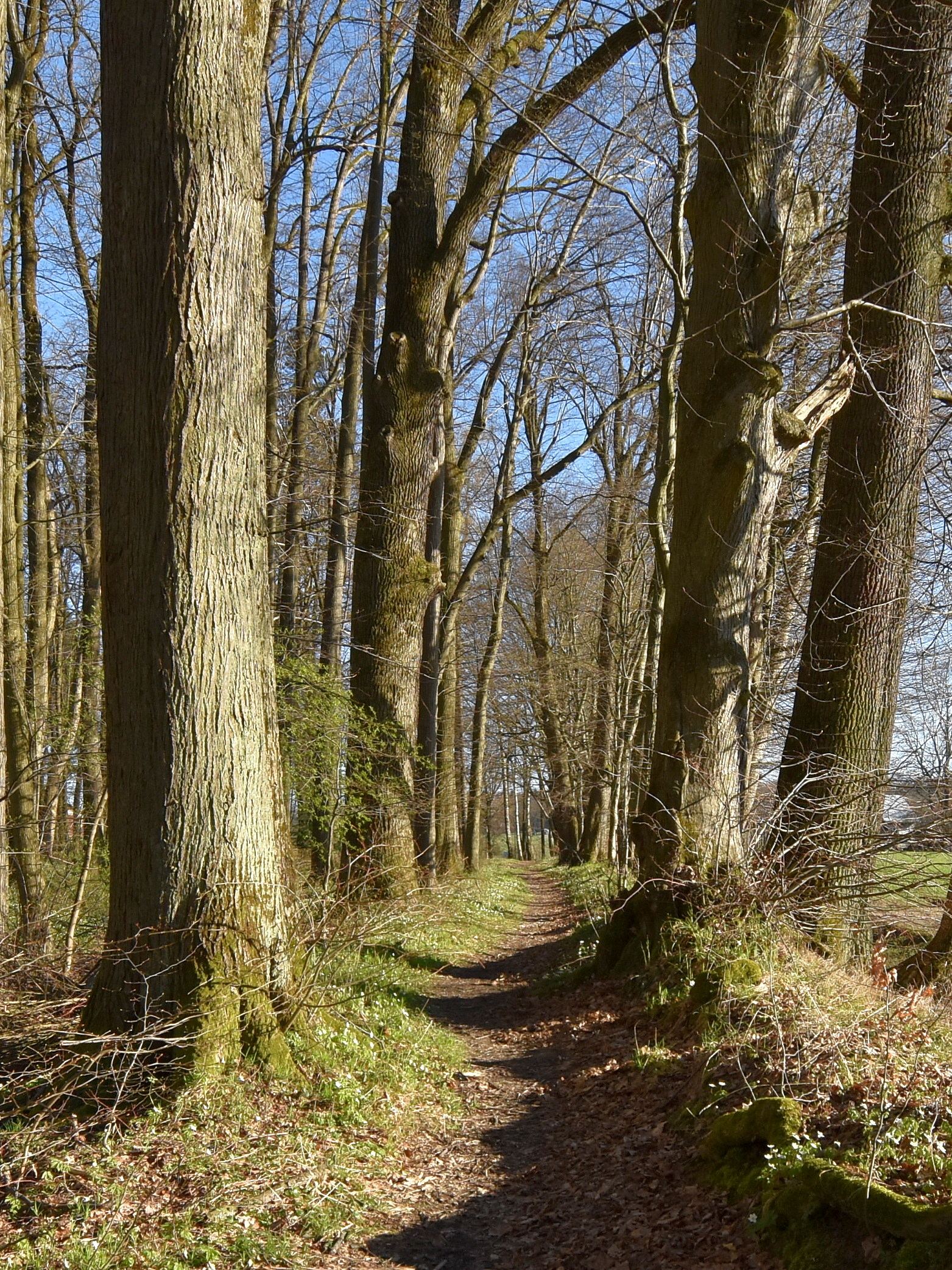 Park dworski, Zmiennica
