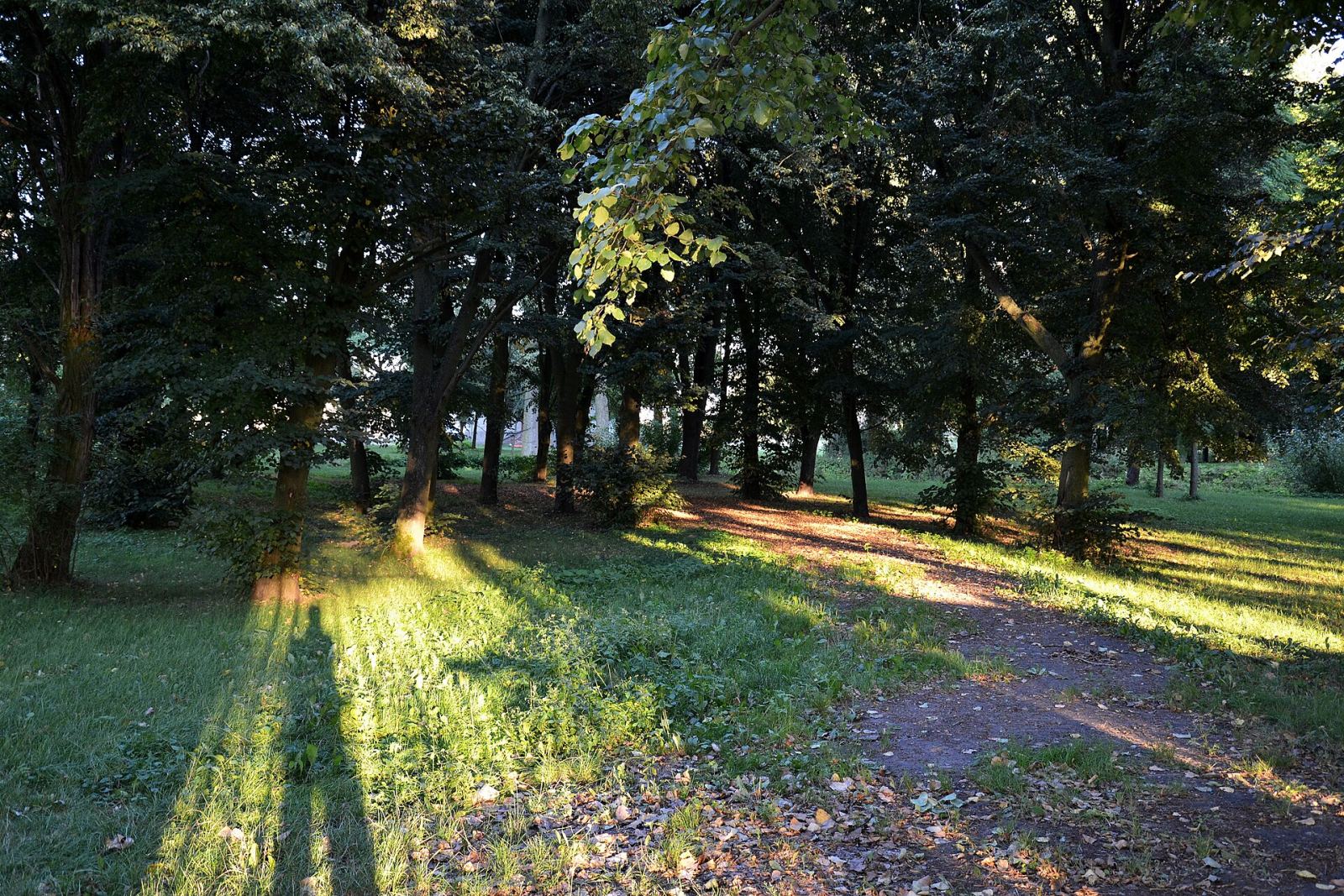 Park, Mierzewo