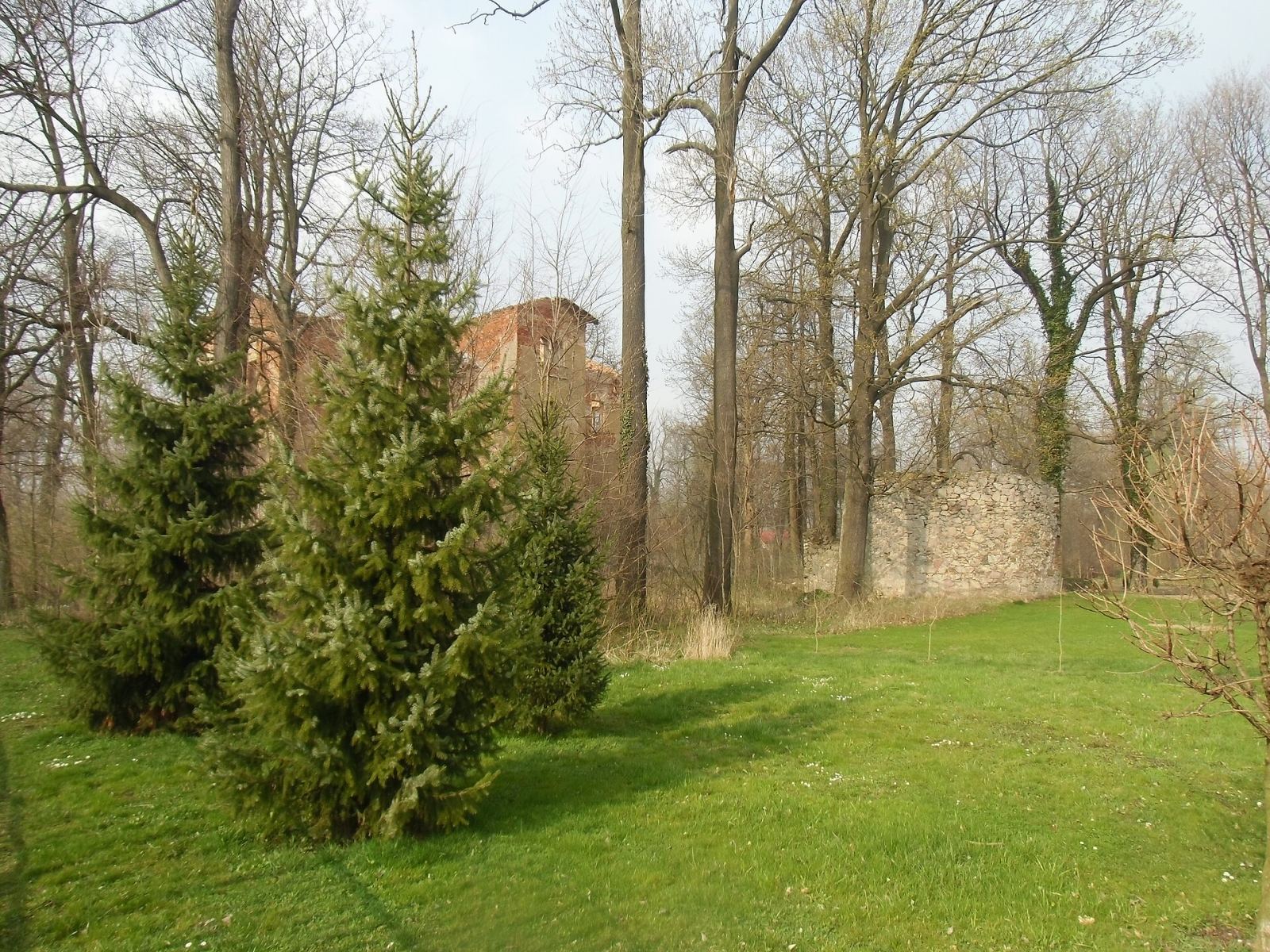 Park pałacowy, Lipa