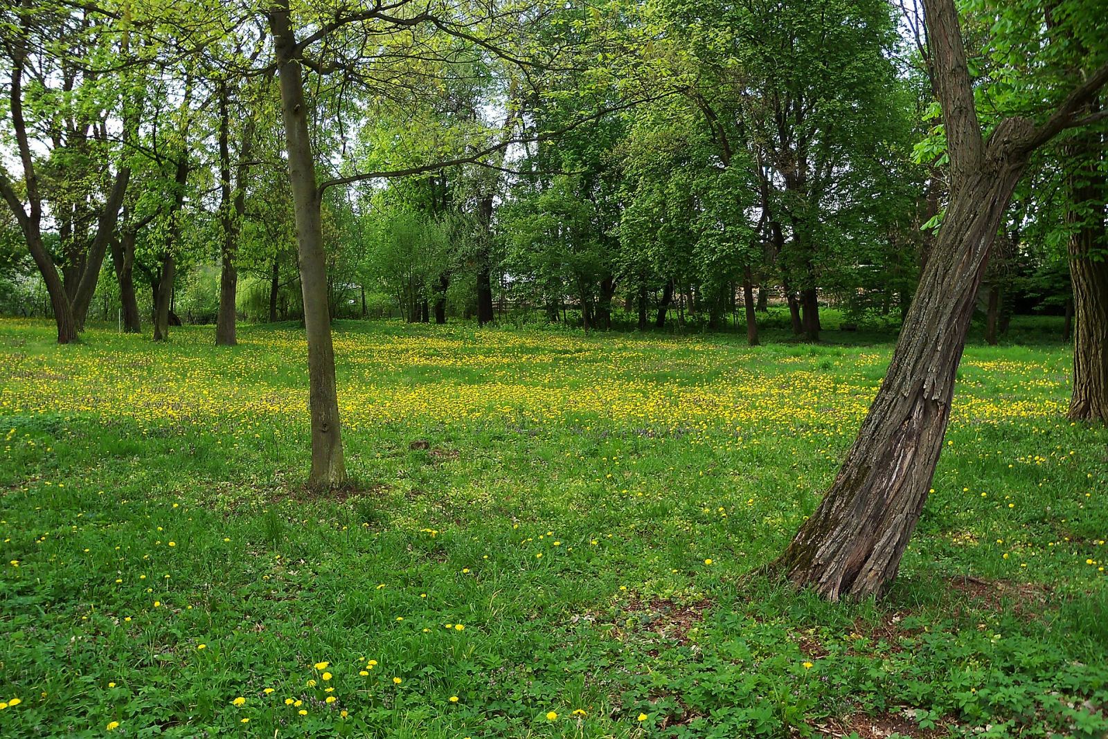 Park, Lgiń