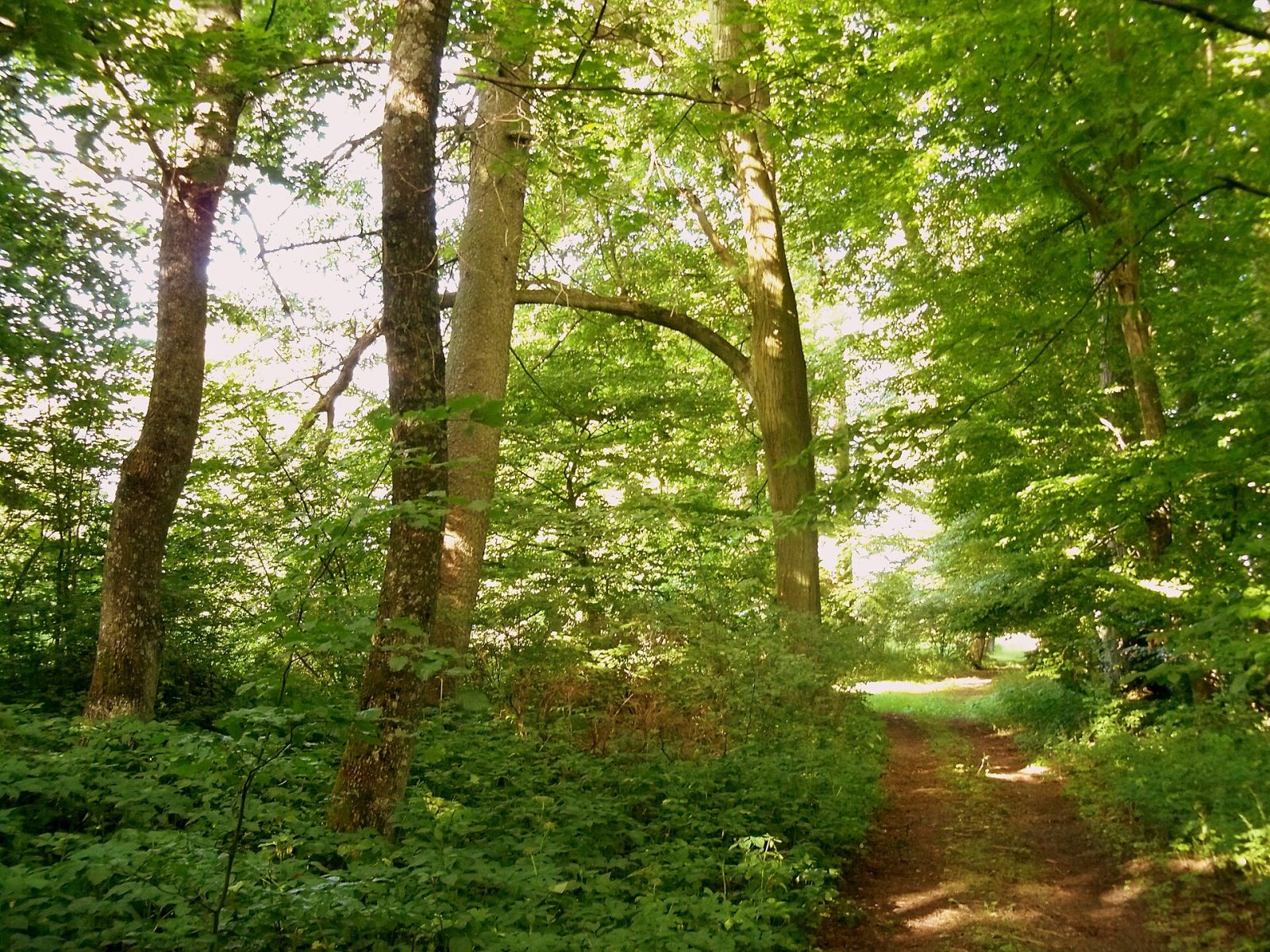 Park pałacowy, Tyczewo