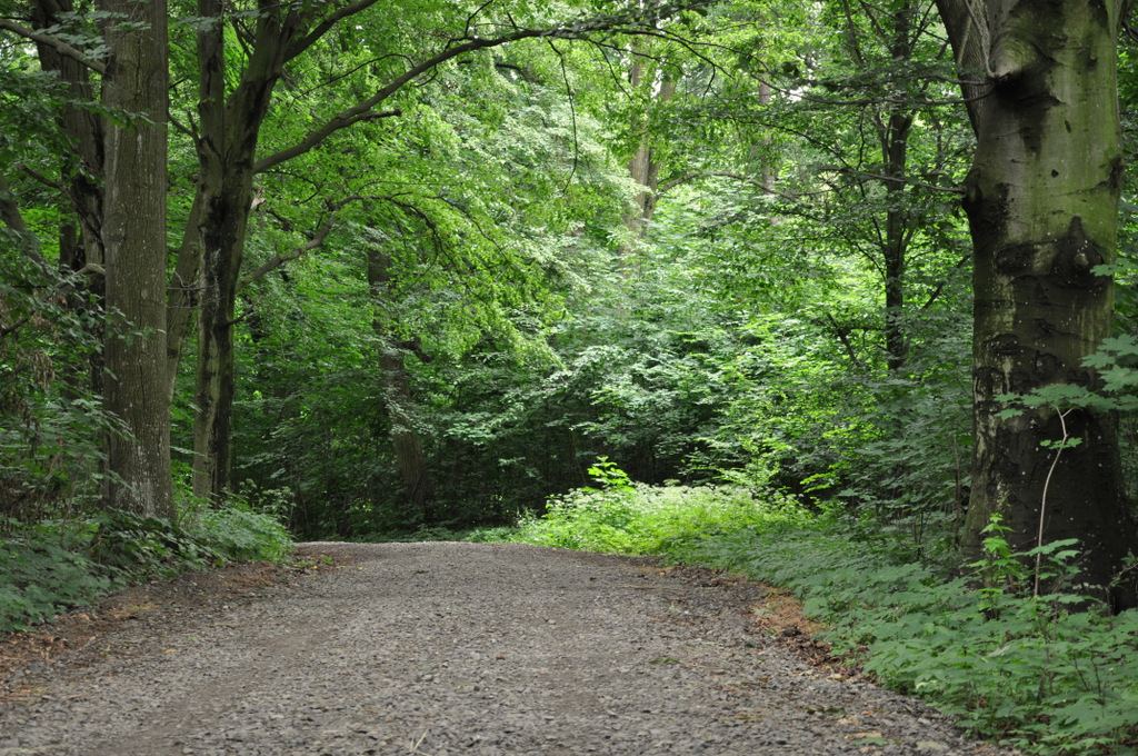 Park pałacowy, Jasieniec Solecki