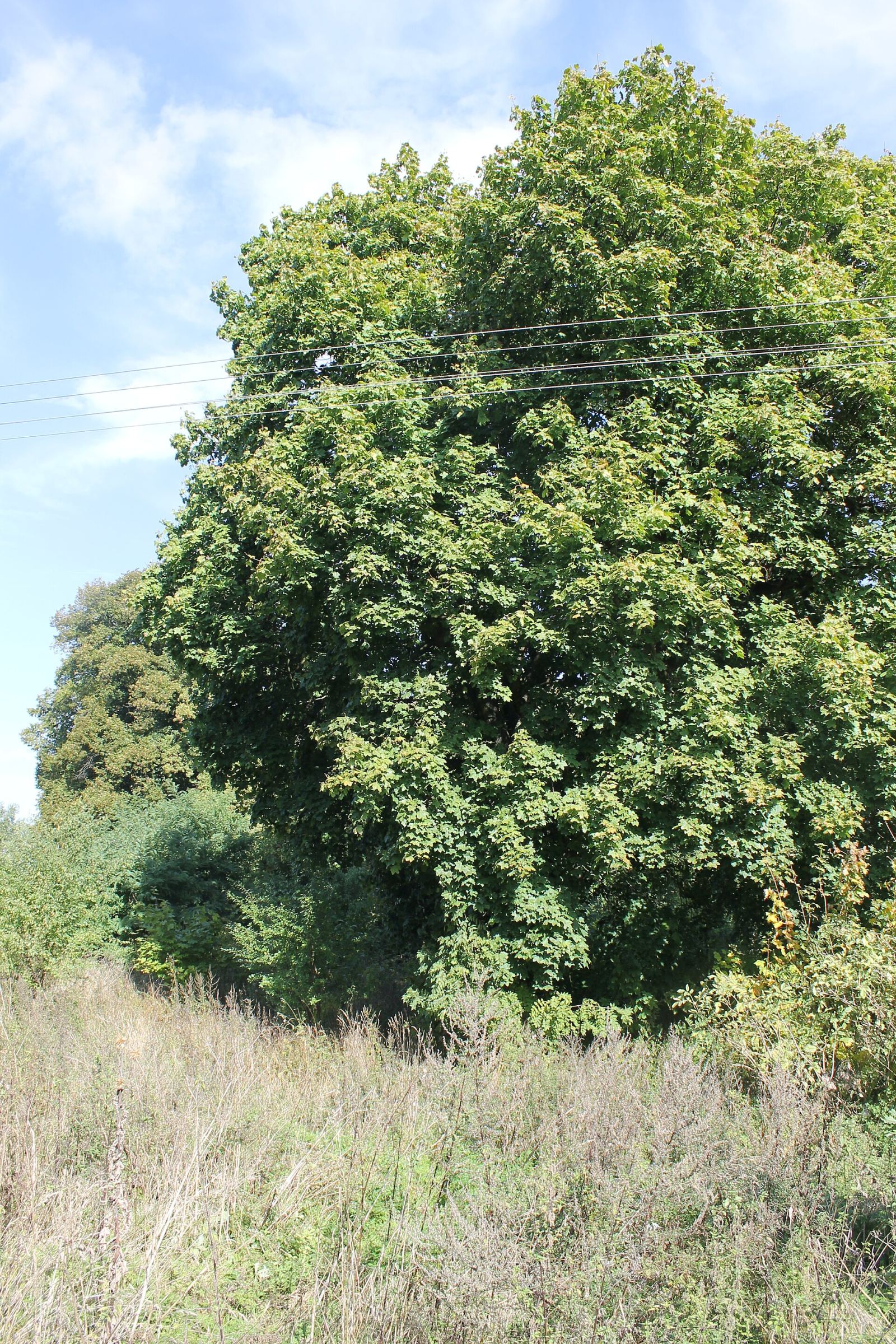 Park, Rucewo