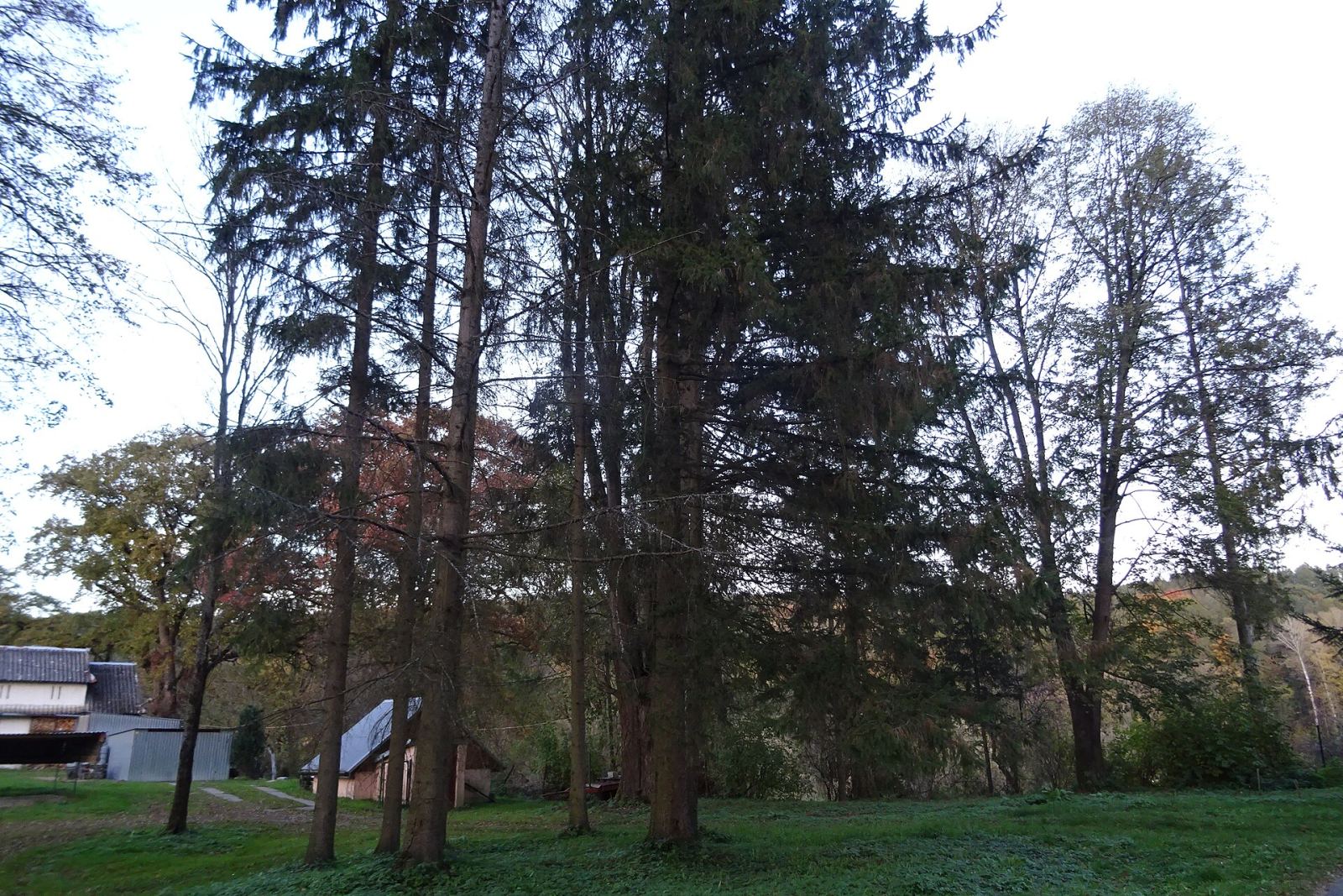 Park dworski, Mielnów