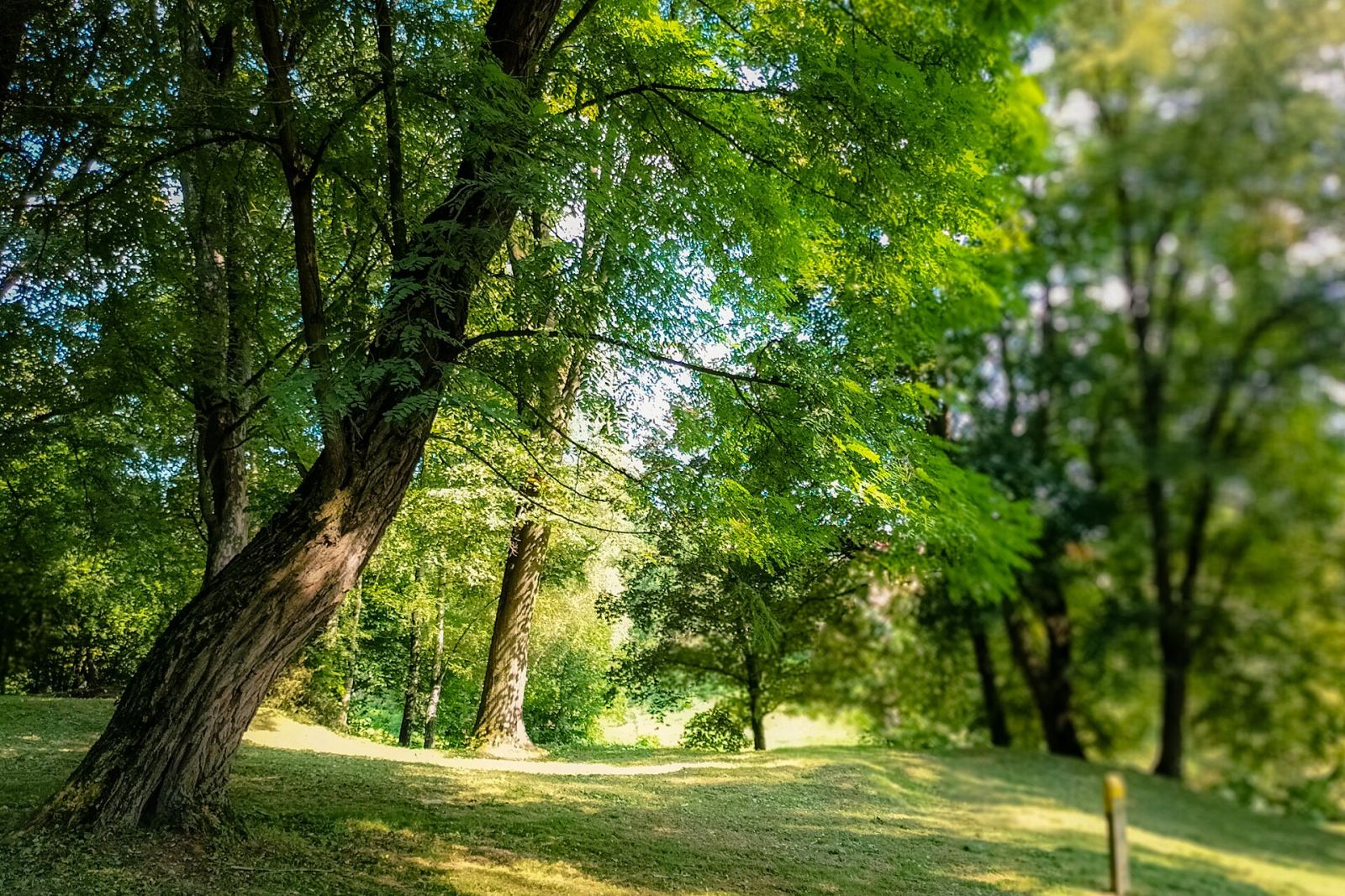 Park, Rzuchowa