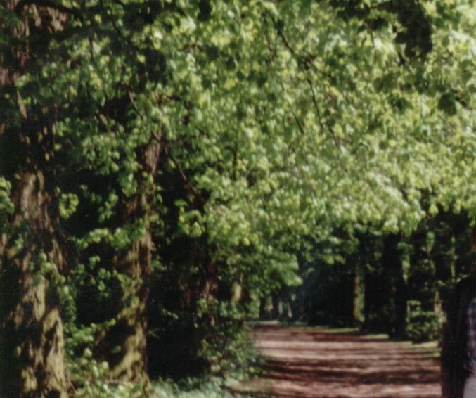 Park podworski, krajobrazowy, Nowy Dwór