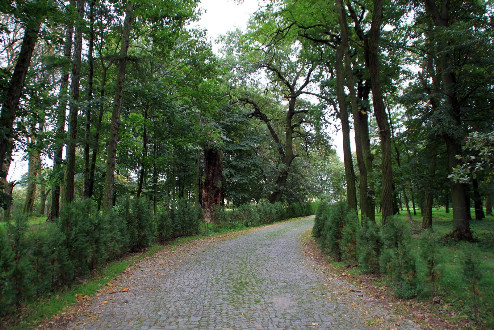 Park, Jaszkowo