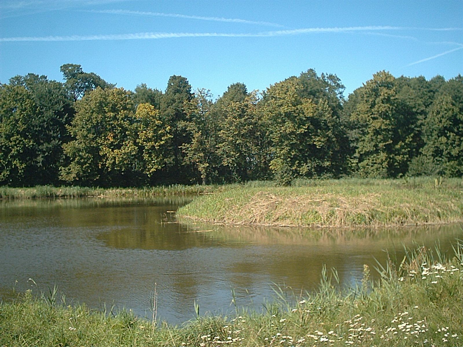 Park dworski, Cielętniki