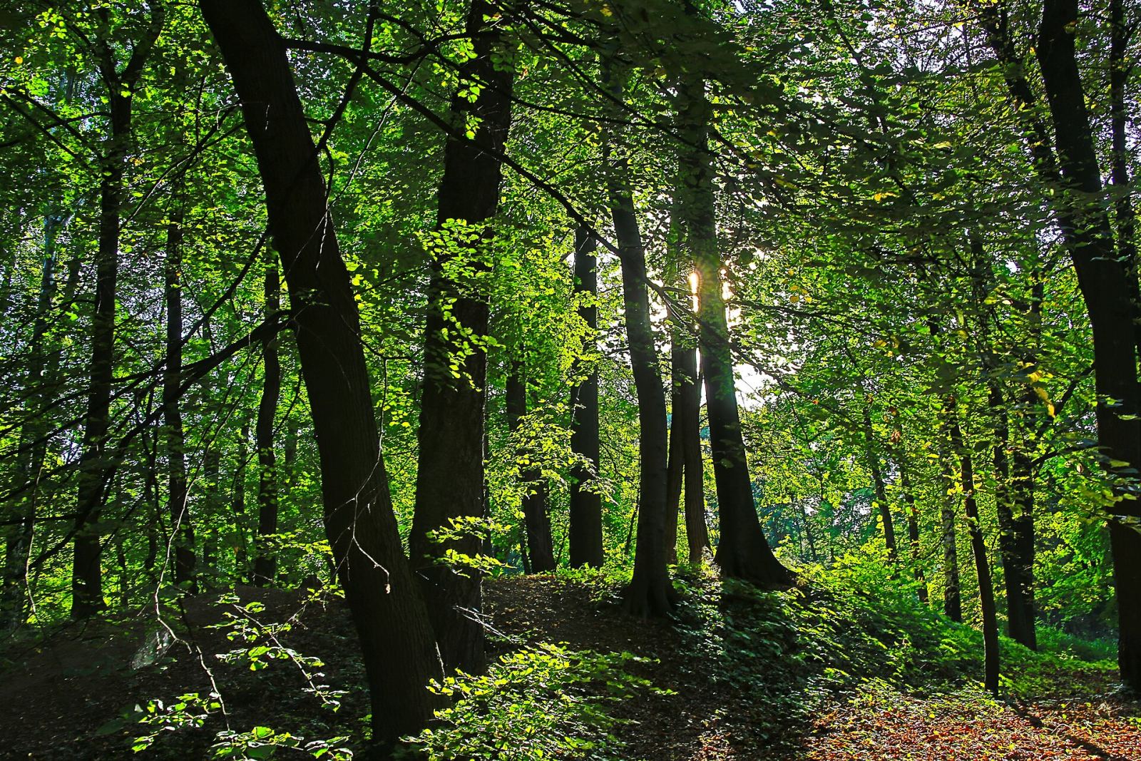 Park miejski, Tarnowskie Góry