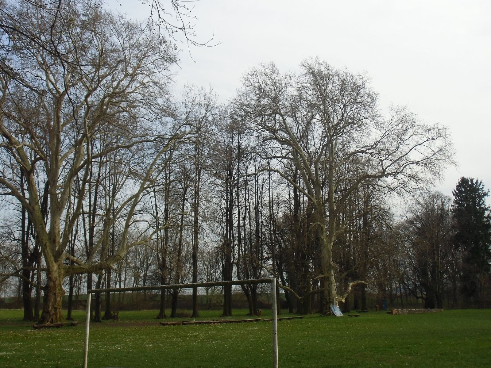 Park pałacowy, Sichów