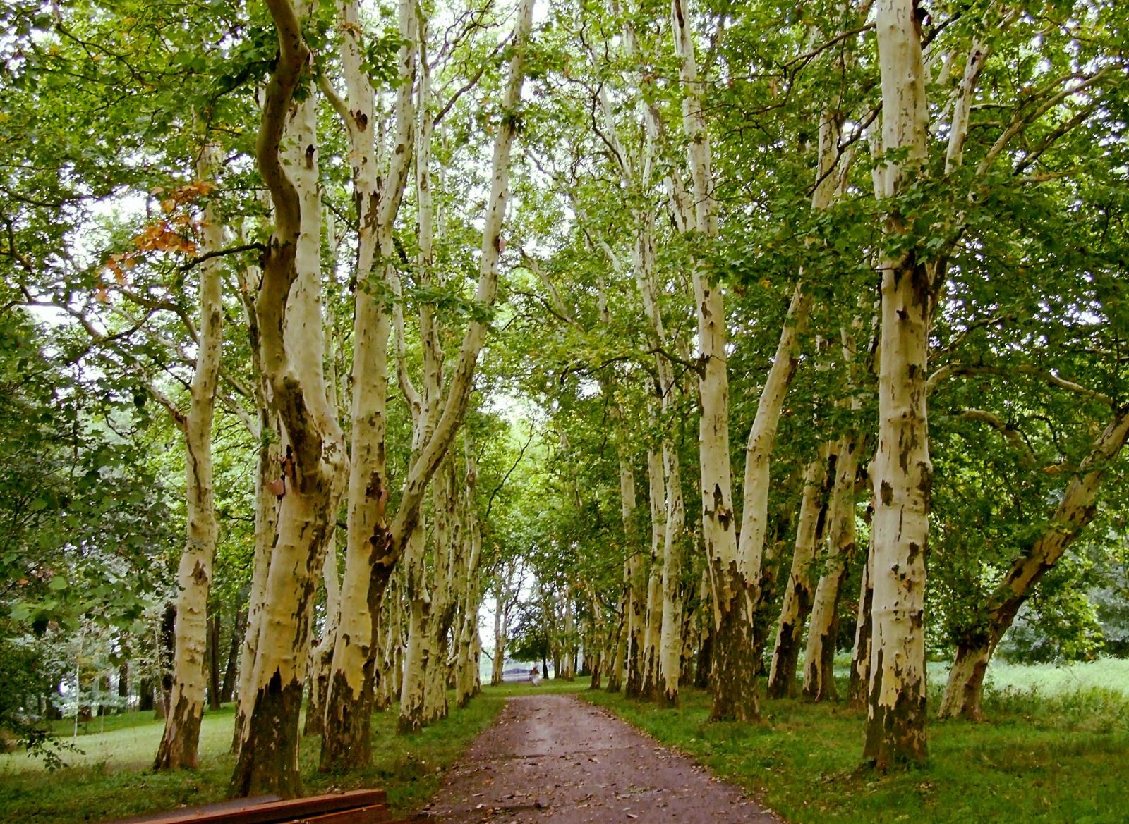 Park, Rozbitek