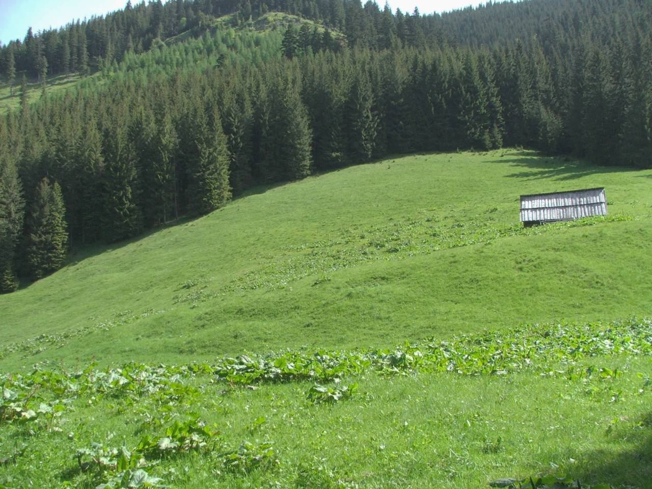 Bacówka, Witów