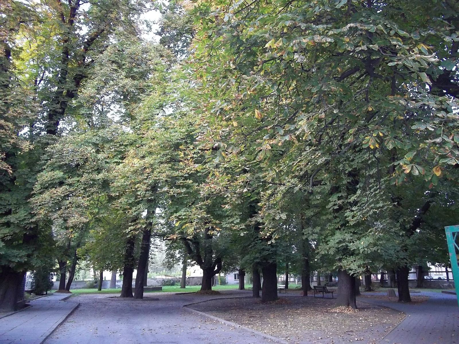 Ogród Saski, Łowicz