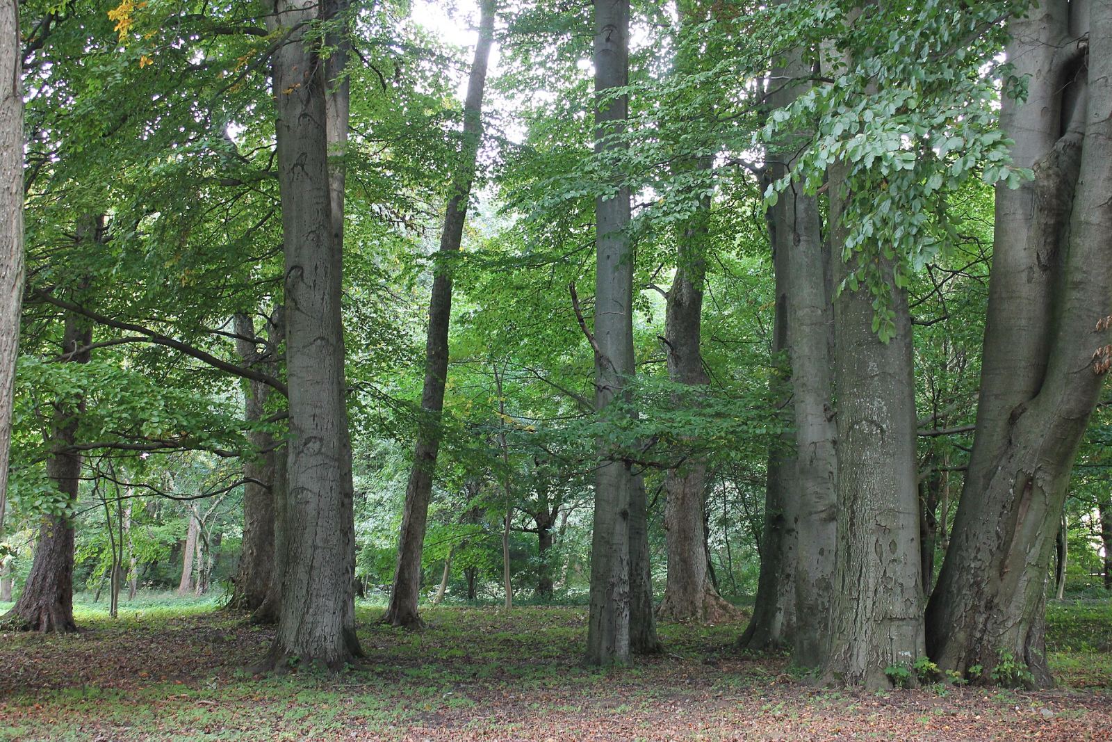 Park pałacowy, Bonin