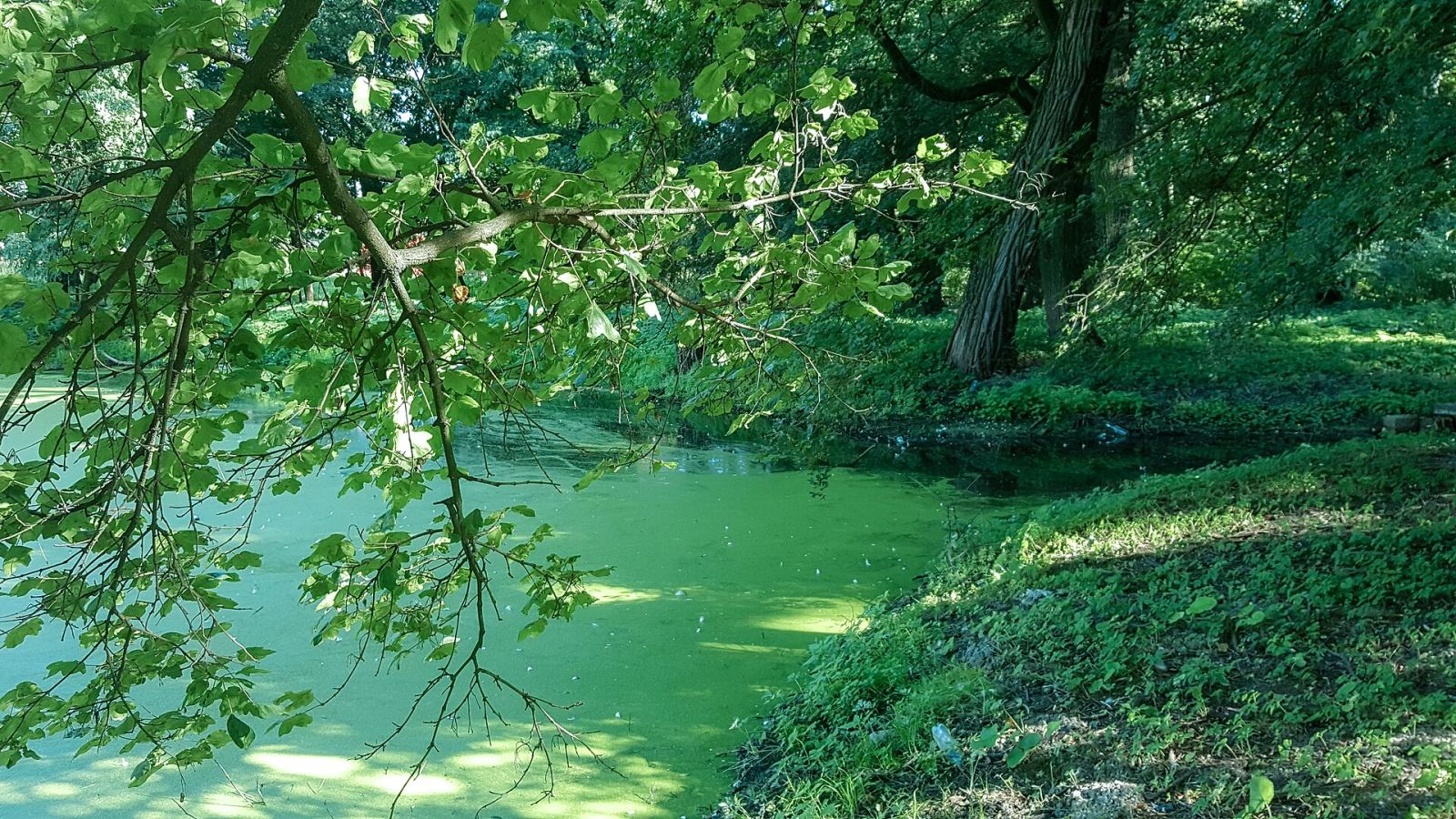 Park dworski, Łukowa