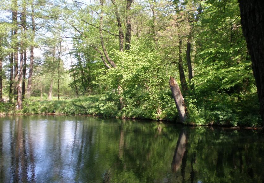 Park pałacowy, Niechcice