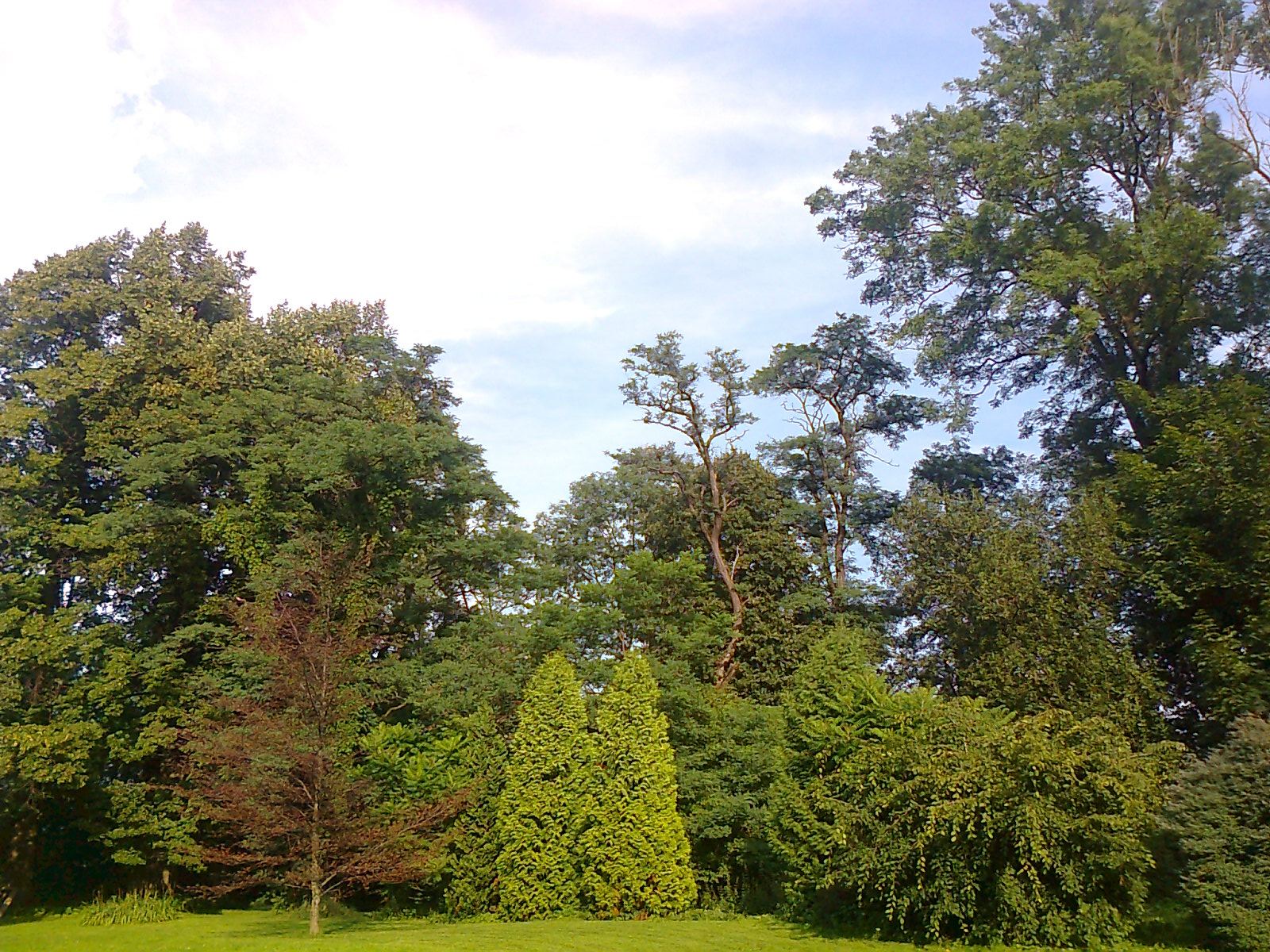 Ogród, Wysoka