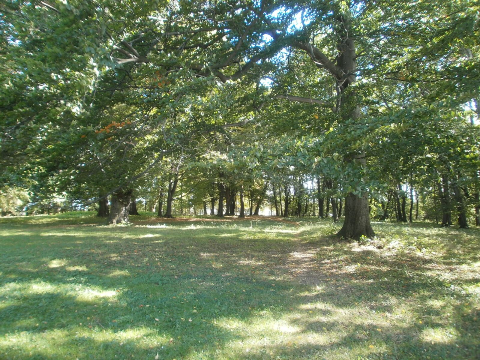 Park, Polanka Hallera