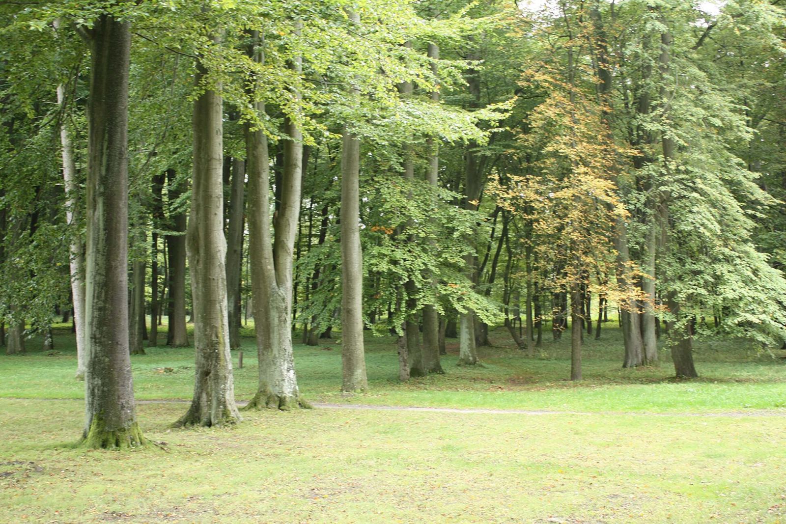 Park, Nowe Bielice